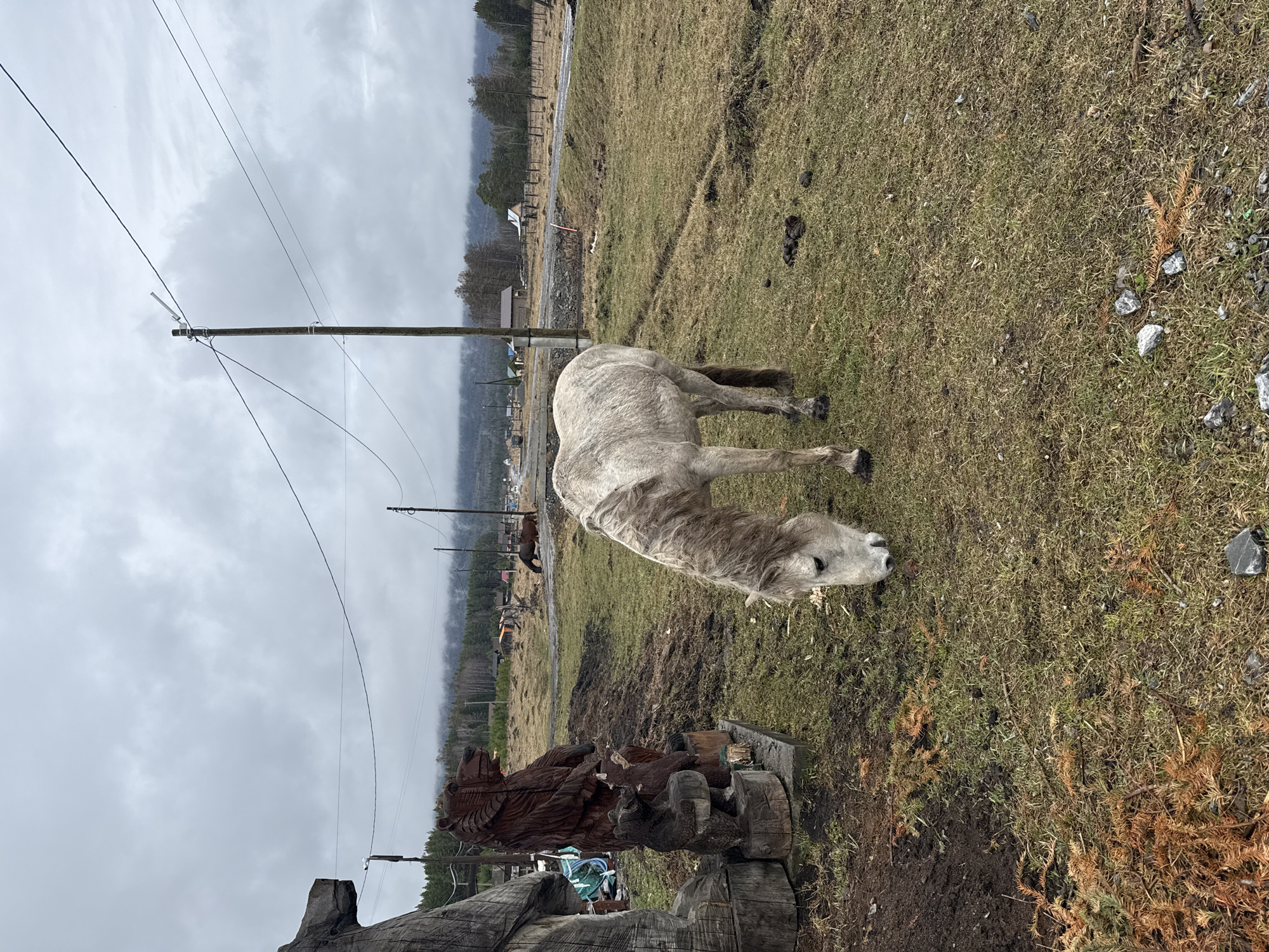 The image depicts a rural scene in Tyulyuk, Russia. A pale horse is grazing on a grassy field, head lowered. In the foreground is a large, carved wooden sculpture, likely of a bear. Utility poles with visible wires extend across the landscape. The background shows a village scene with various buildings and trees. The sky is overcast, suggesting a cloudy day. The ground is a mix of grass and bare soil. Other horses appear in the distance near the buildings. The overall impression is a rural setting with livestock grazing and local crafts on display.