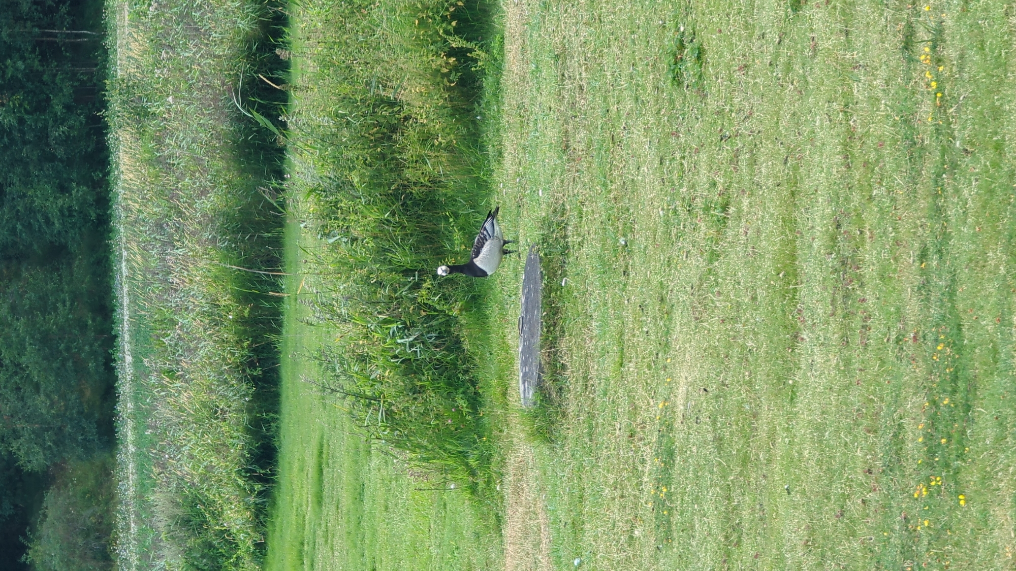 A Barnacle Goose stands on a patch of mowed grass in Larkollen, Norway. The goose is facing the camera, and its body is mostly white and black. It has a black neck and head with white cheeks. In the background, there is a dense field of tall grass and some trees. The foreground is a green grassy area with some yellow wildflowers. The scene appears to be a park or natural area.
