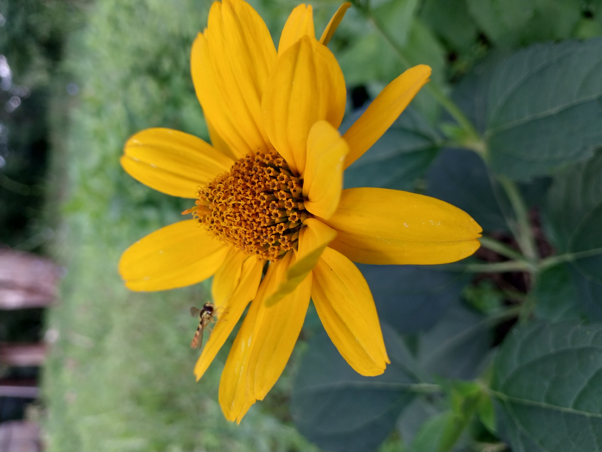 A close-up, eye-level, outdoor, vertical shot shows a bright yellow flower with a fuzzy, orange-brown center. A small, striped insect with transparent wings is perched on one of the flower's petals. The flower is in focus, while the background of green grass and blurred trees suggests a natural setting. The image was taken in Doslidne, Ukraine.