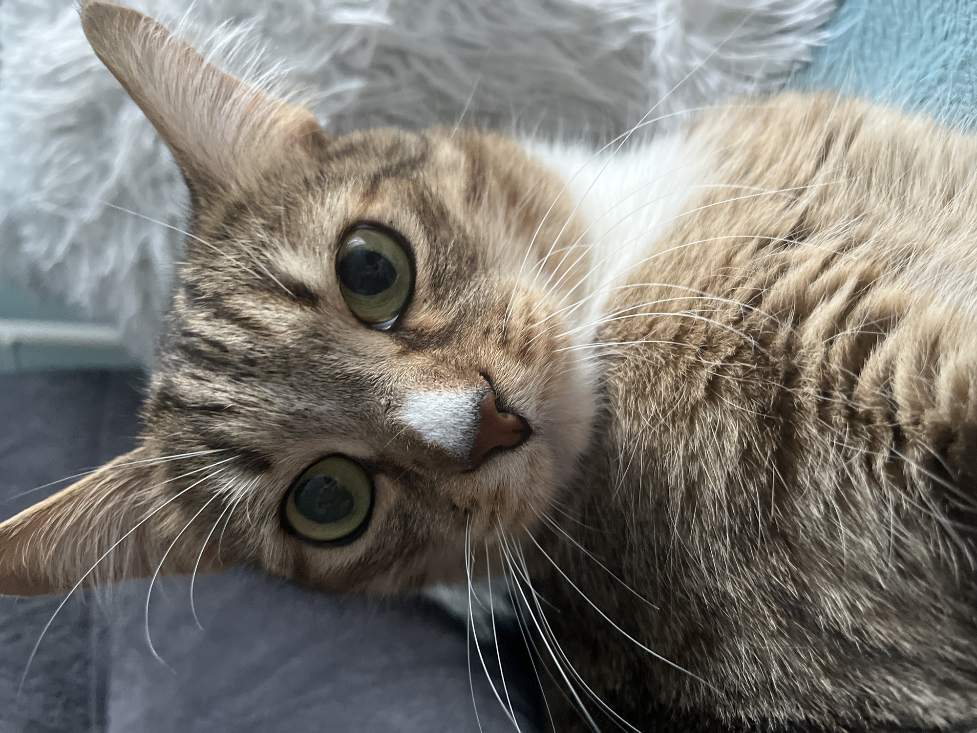 A close-up shot depicts a cat with predominantly brown tabby fur. It has a white patch on its nose and a white bib. The cat's eyes are green. The background appears to be a soft, textured surface, possibly a blanket or cushion. There is no evidence in the image that indicates it was taken in Izhevsk, Russia, or provides any information about people, actions, or interactions.
