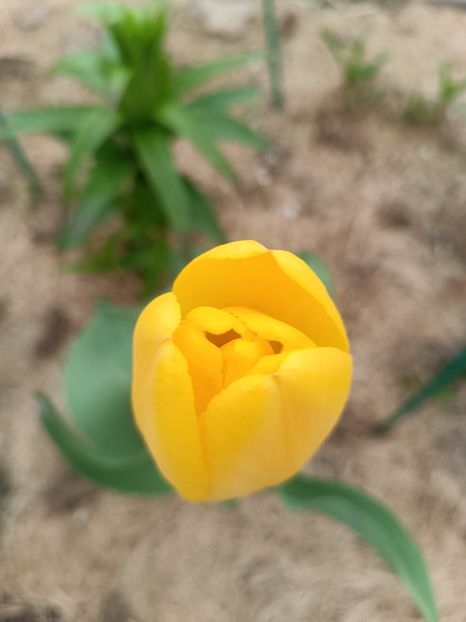A close-up shot focuses on a single, bright yellow tulip in bud. The tulip is centered in the frame, its petals tightly furled, suggesting it is not yet fully open. Two green leaves belonging to the tulip plant are visible at the base of the bud, slightly blurred. The background consists of mulch or wood chips on the ground, with some out-of-focus green foliage in the distance. No people are visible. The image appears to be taken outdoors in a garden setting. There is no locational information within the image that can confirm or deny Motyakovo, Russia.