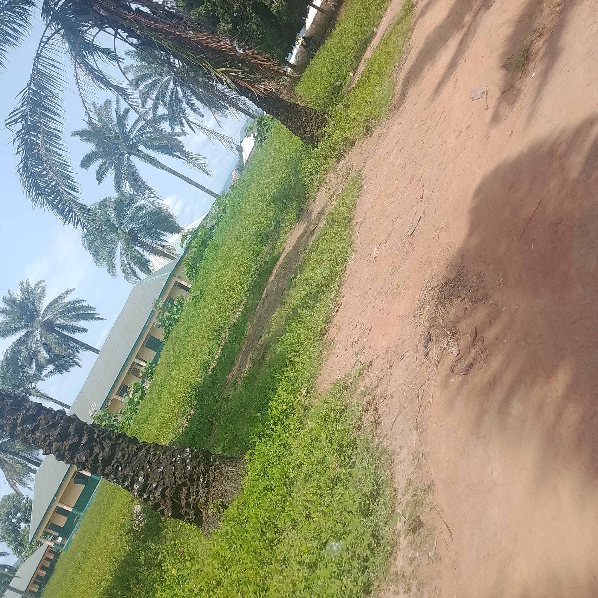 In an outdoor scene tilted to the right, several palm trees with rough, dark bark are visible, with their fronds extending towards the bright blue sky. A building with a light-colored roof and yellow walls, featuring dark green trim around windows and doorways, runs diagonally across the frame. A lush green lawn borders the building. The foreground is dominated by a dusty, reddish-brown path, casting shadows from the palm trees onto its surface. A few scattered pieces of debris, including a plastic bag and some dry grass, are present on the path. The image depicts an idyllic setting with tropical vegetation and a building, suggesting a warm climate.