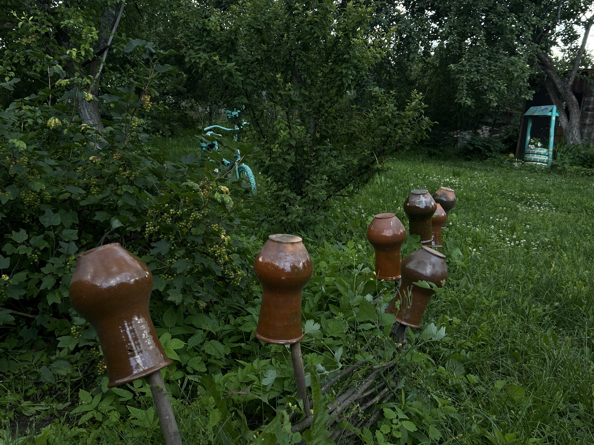 This media file depicts an outdoor scene, likely a backyard or garden in Afanasyevo, Russia. The foreground is dominated by a row of earthenware pots, each mounted on a wooden stake and arranged diagonally across the frame. These pots are various shades of brown and appear to be old or weathered, with a glossy finish on some. They are interspersed with lush green foliage.
Behind the pots, the setting transitions to a dense collection of trees and bushes, suggesting a natural or semi-wild environment. On the left side, a tree with a thick trunk rises upwards, its branches covered in leaves and some green berries. A portion of a bright turquoise bicycle is visible amongst the greenery, adding a splash of unexpected color.
Further into the background, to the right, a rustic wooden structure with a turquoise roof and decorative trim stands. It appears to be a small garden feature, possibly housing some white flowers. The ground is covered in a thick carpet of green grass, dotted with small white flowers. The overall impression is one of a slightly overgrown, rustic, and perhaps abandoned or well-used outdoor space.
The lighting suggests it is either early morning or late afternoon, with a diffused, soft light that casts subtle shadows. There is no visible text in the image. The scene evokes a sense of quietude and natural beauty, with a touch of rustic charm and a hint of whimsical decoration. The activity taking place, if any, is not explicit; it is a still scene, presenting a static view of the garden.