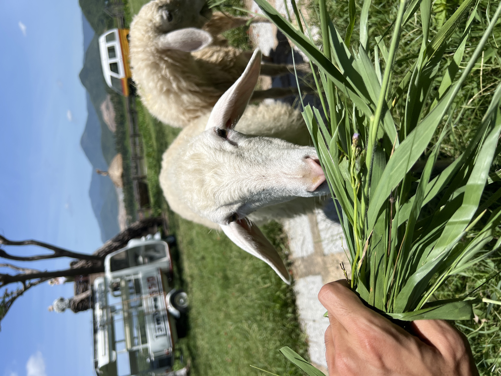The image depicts an outdoor scene in Cong Hai, Vietnam, under a bright blue sky with scattered white clouds. In the foreground, a human hand holds a large bundle of green grass, offering it to a white sheep with prominent ears and a pink nose, which is looking directly forward. To the right and slightly behind the first sheep, a second, lighter brown sheep is partially visible, appearing to graze. The sheep are standing on a paved path surrounded by vibrant green grass. In the midground, to the left, a white three-wheeled utility vehicle with a trailer attached, bearing numbers "1AM" or "1AB" and "50", is parked beneath a large, leafless tree. Further back on the right, a yellow and white van is parked in the grassy field. The background features a range of green, rolling mountains under the clear sky. A thatched-roof structure is faintly visible in the mid-left background.