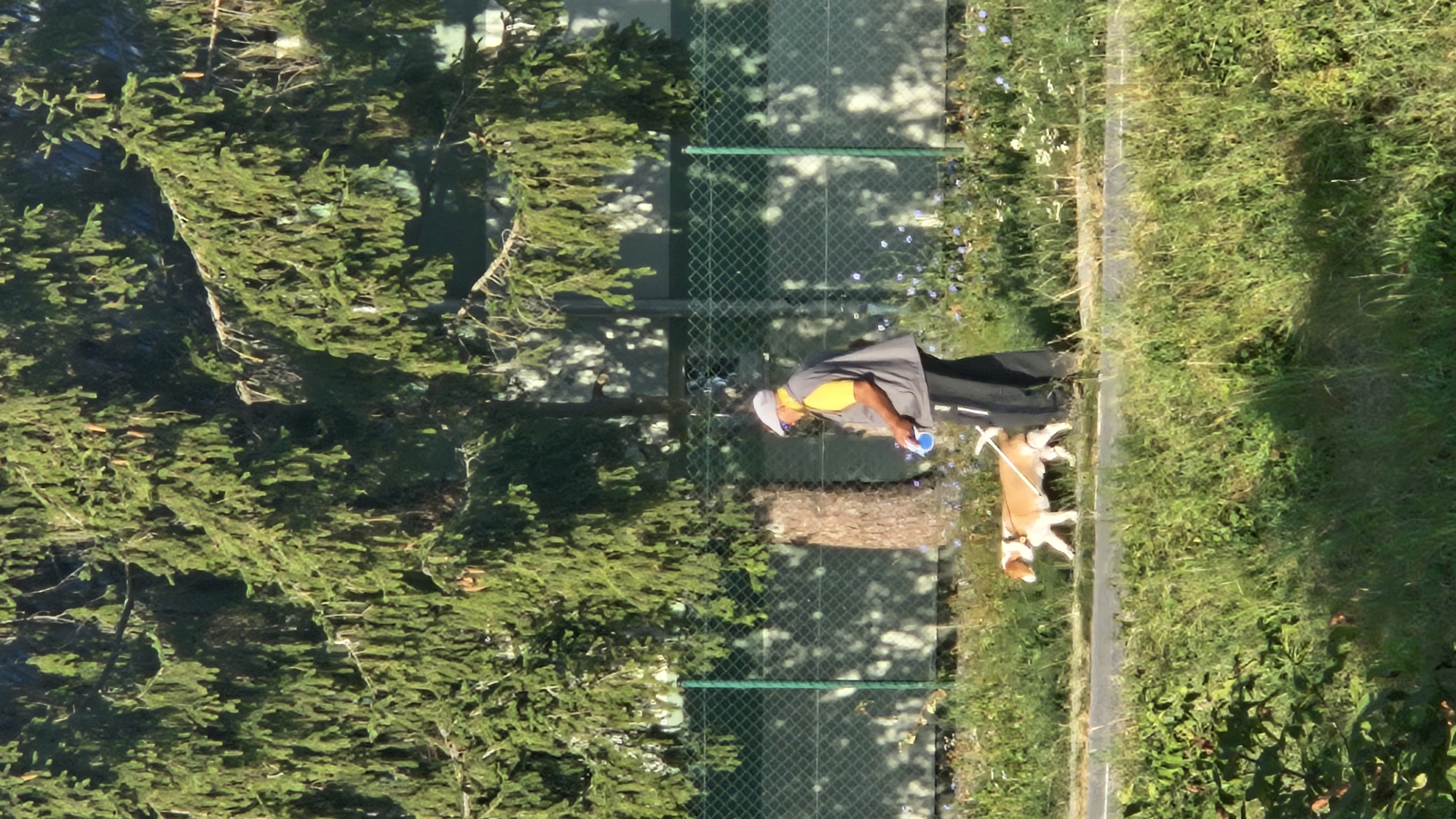 A man and a dog are walking on a path next to a grassy area with scattered blue and white flowers. The man is wearing a grey vest over a yellow shirt and a white cap. He is holding a blue leash attached to the dog, which is a small, tan and white breed. Behind the path, a green chain-link fence is visible. A large tree with dense green foliage stands prominently in the background, casting shadows on the fence. The ground is covered with green grass and some dry leaves. This scene is taking place in the city of Prešov, Slovakia.