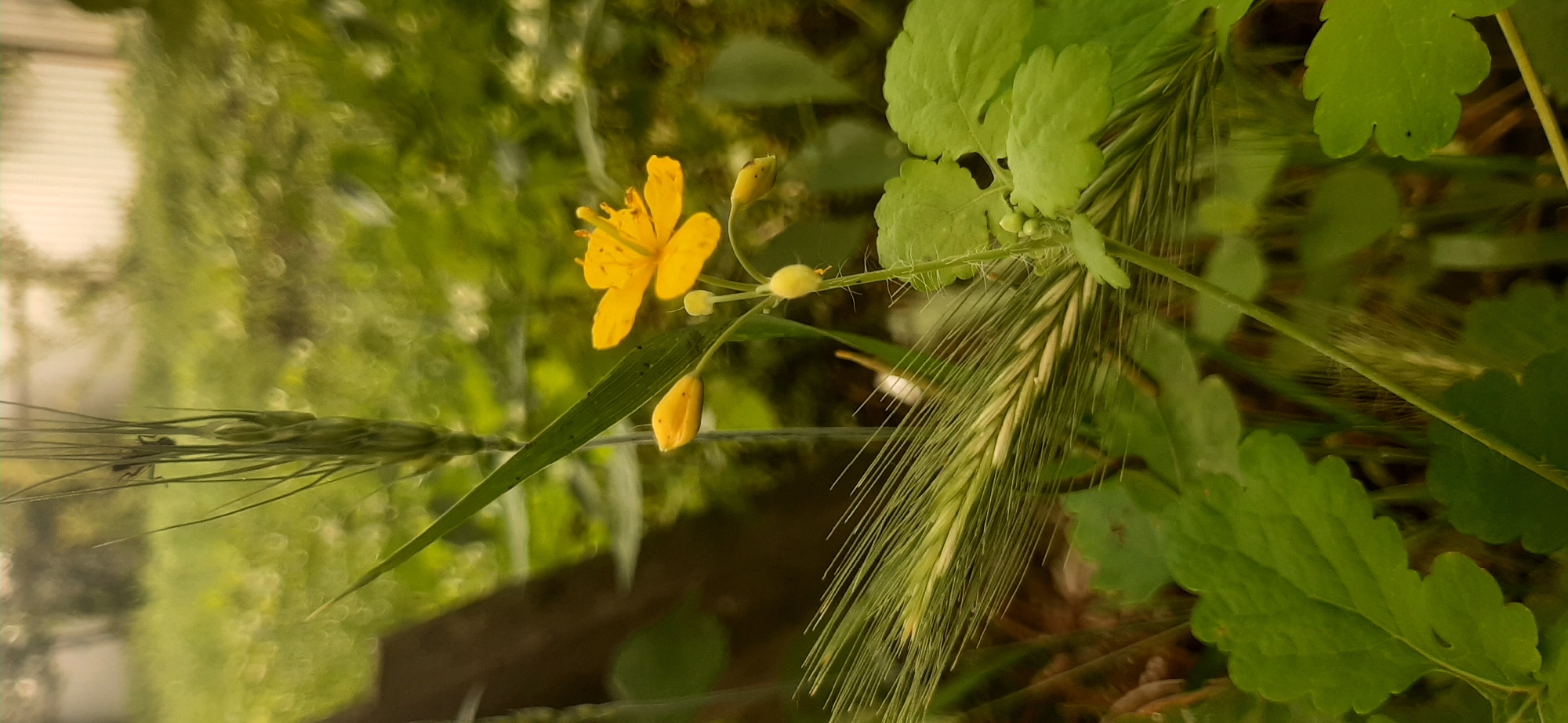 A close-up, low-angle shot captures a yellow celandine flower with a green stalk and several buds in the foreground. To the left of the flower, a green stalk of wheat with long awns extends vertically. The background is a blur of green foliage and light bokeh, suggesting an outdoor, natural setting. The image was taken in Yessentukskaya, Russia.