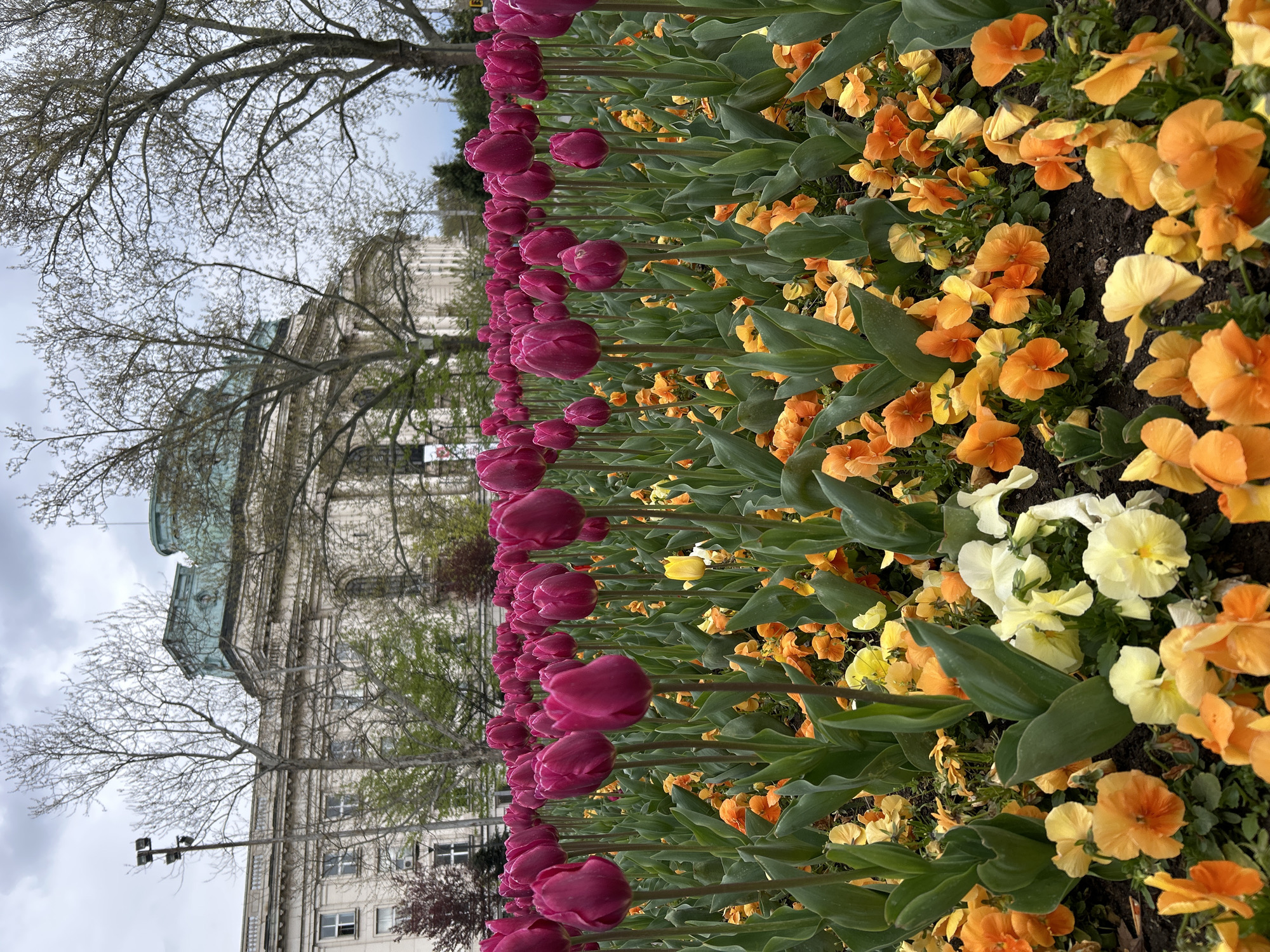 A ground-level, long-shot shows a bed of purple tulips with green stems, extending in a row, juxtaposed against a bed of yellow and orange pansies, in front of the Palace of Justice building in Sofia, Bulgaria. The building is a light grey, multi-story structure with a green domed roof and visible windows and architectural details. Bare branches of trees frame the building and the overcast sky above. A streetlight stands to the left.