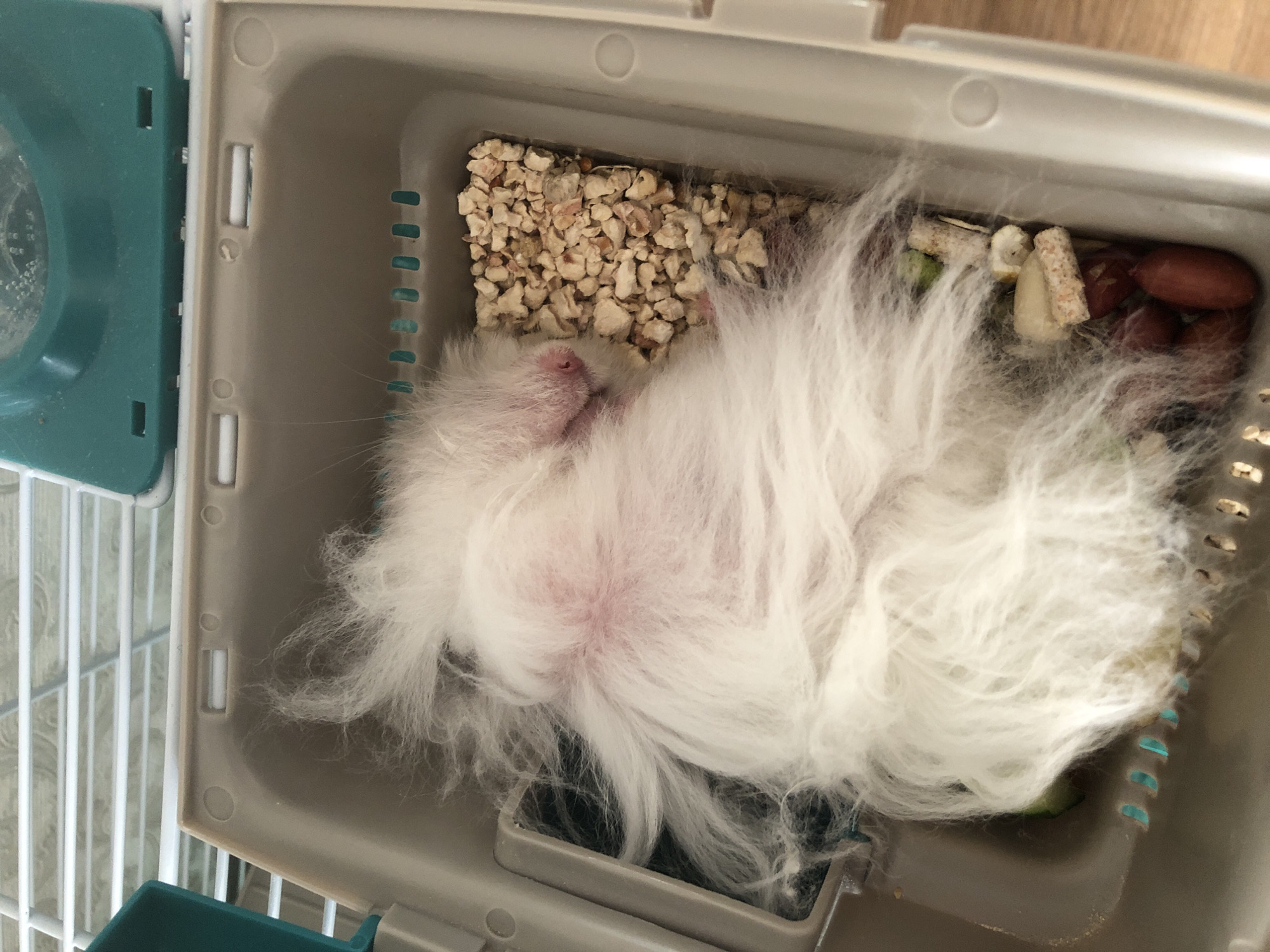 A white, long-haired hamster is sleeping on its back in a tan plastic cage. The hamster's belly is exposed and appears pink. Its fur is very fluffy and covers most of its body. Next to the hamster are small pieces of food, including what appear to be nuts and possibly some pellets. The cage has ventilation slits and a green plastic lid partially visible at the top of the frame. The image is taken from a top-down perspective. The location in the city of Solikamsk, Russia, cannot be determined from the image.
