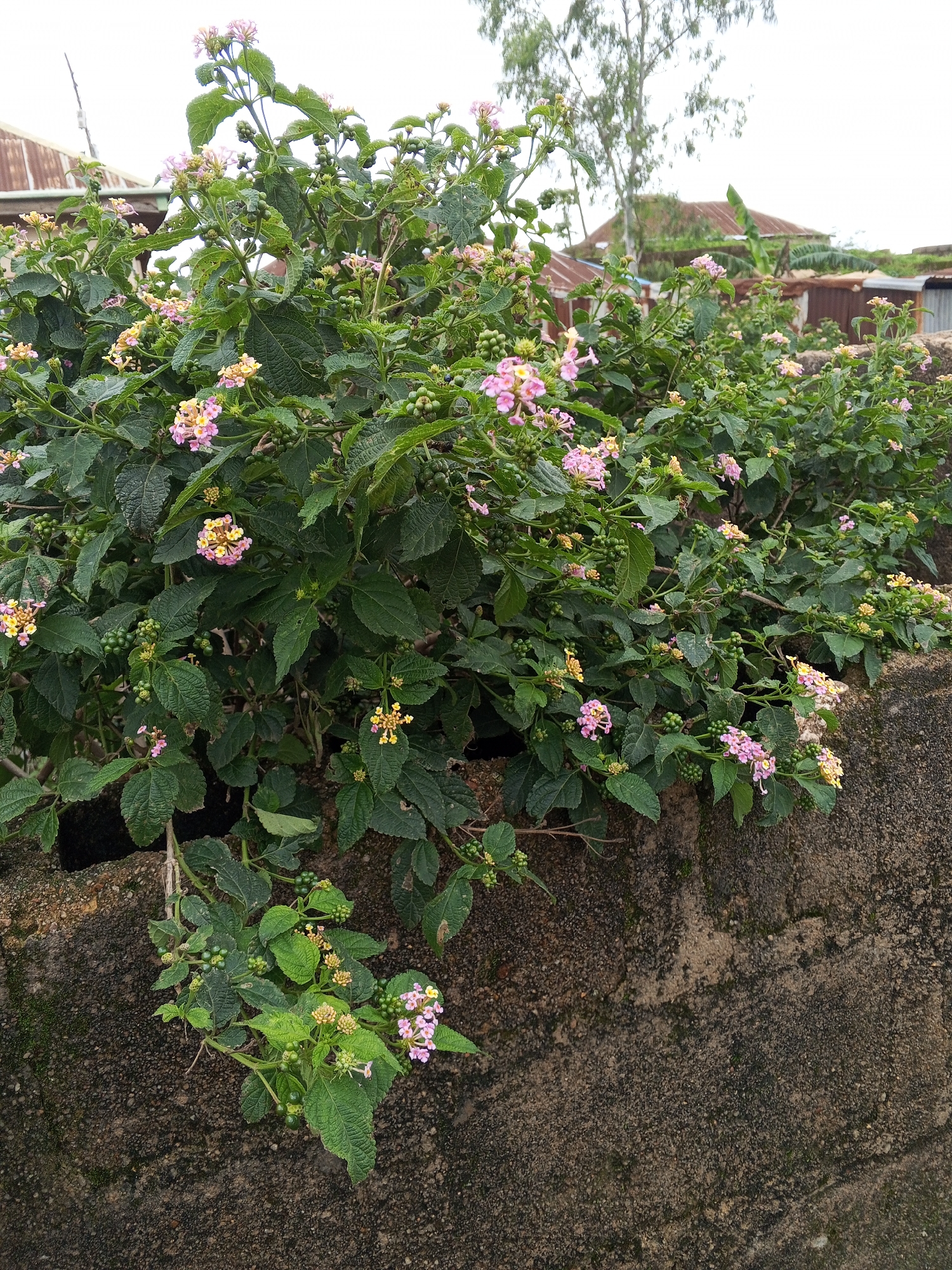 The image depicts a vibrant bush with small, multi-colored flowers, predominantly pink and yellow, growing along a weathered concrete wall. The bush is lush and green, with numerous leaves and small, green berries. The flowers are clustered in small, rounded blooms, adding a splash of color to the dense foliage.
In the background, hints of human habitation are visible. Two structures with corrugated iron roofs, one appearing older and rusted, are partially obscured by the foliage and trees. A tall, slender tree with sparse leaves stands prominently against the overcast sky. The overall setting suggests an outdoor scene, likely in a semi-urban or rural environment in Jos, Nigeria.
The weather appears to be cloudy or overcast, indicated by the diffused light and the pale, washed-out sky. There are no people visible in the image, and the focus is entirely on the natural elements of the bush and its surrounding environment. The concrete wall, with its textured surface and patches of moss or discoloration, provides a grounding element to the scene. The composition highlights the resilience and beauty of nature, with the flowering bush thriving against the backdrop of a simple, functional wall and distant buildings. The image conveys a sense of natural growth and a somewhat unkempt, yet picturesque, environment.