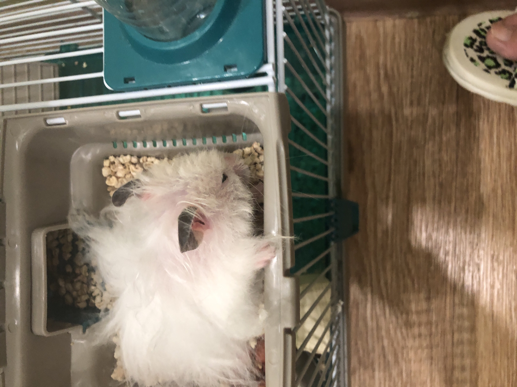 A fluffy white hamster with pink ears lies on its side in a plastic enclosure filled with bedding inside a multi-level wire cage. The enclosure has a raised section with food pellets. A green water bottle holder is attached to the side of the cage. The cage is on a wooden surface. The scene is indoors. The image does not contain information that allows for determining the location in Solikamsk, Russia.