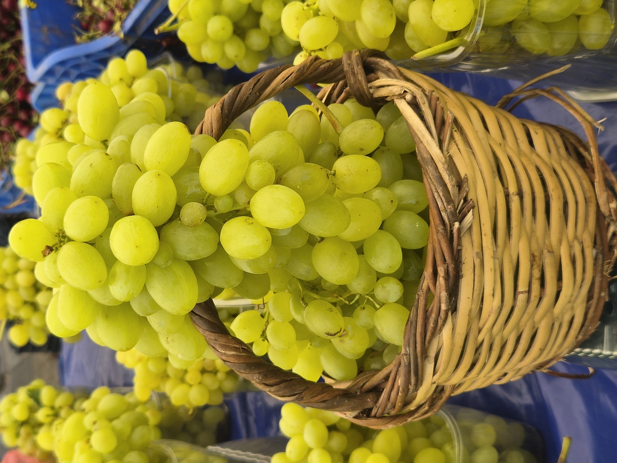 A close-up shot captures a woven basket filled with light green grapes. The basket is positioned in the foreground, its texture and intricate weaving clearly visible. The grapes are plump and appear fresh, with some stems attached. Behind the basket, more bunches of grapes are visible, some in clear plastic containers, and others in blue crates, suggesting a market or a vendor's display. The grapes in the background vary in color, with some being a darker red. The surface beneath the grapes and containers appears to be a blue fabric, possibly a tablecloth or stall covering. The overall lighting is bright, highlighting the vibrant colors of the fruit. The image was taken in Maltepe, Turkey, likely at a fruit market or a roadside stall, as indicated by the abundance of produce and the market-style arrangement.