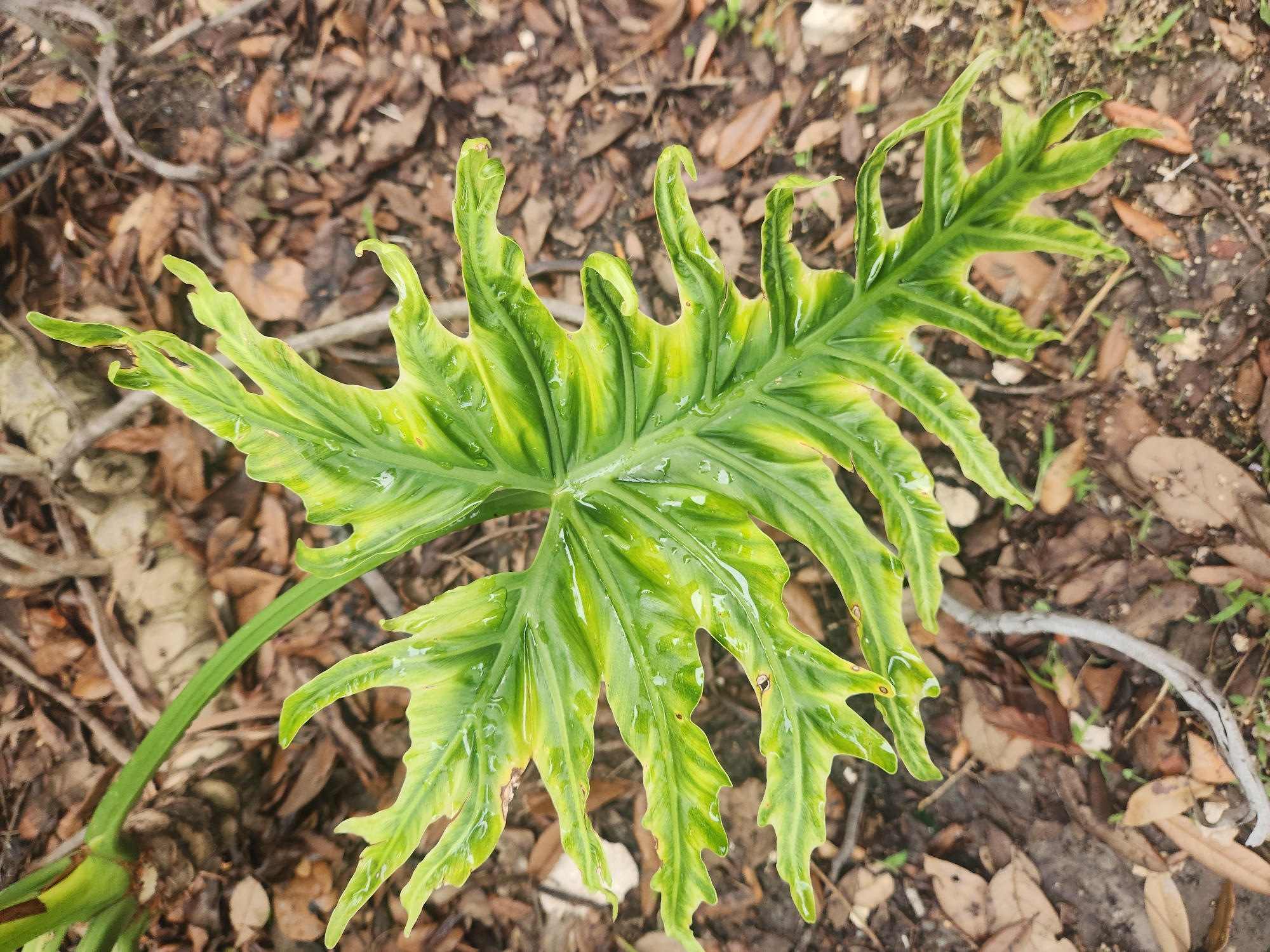 A close-up, top-down shot shows a vibrant, glossy green leaf with yellow variegation, possibly from a Philodendron genus, resting on a bed of brown, dry leaves and twigs. The leaf has a deeply lobed, wavy, and somewhat serrated edge, with water droplets glistening on its surface. The background consists of dry soil, interspersed with fallen leaves and small twigs, suggesting an outdoor environment. The lighting is diffused, casting subtle shadows and highlighting the textures of both the leaf and the ground cover. The scene appears to be located in a garden or naturalistic setting within Altamonte Springs, United States of America.