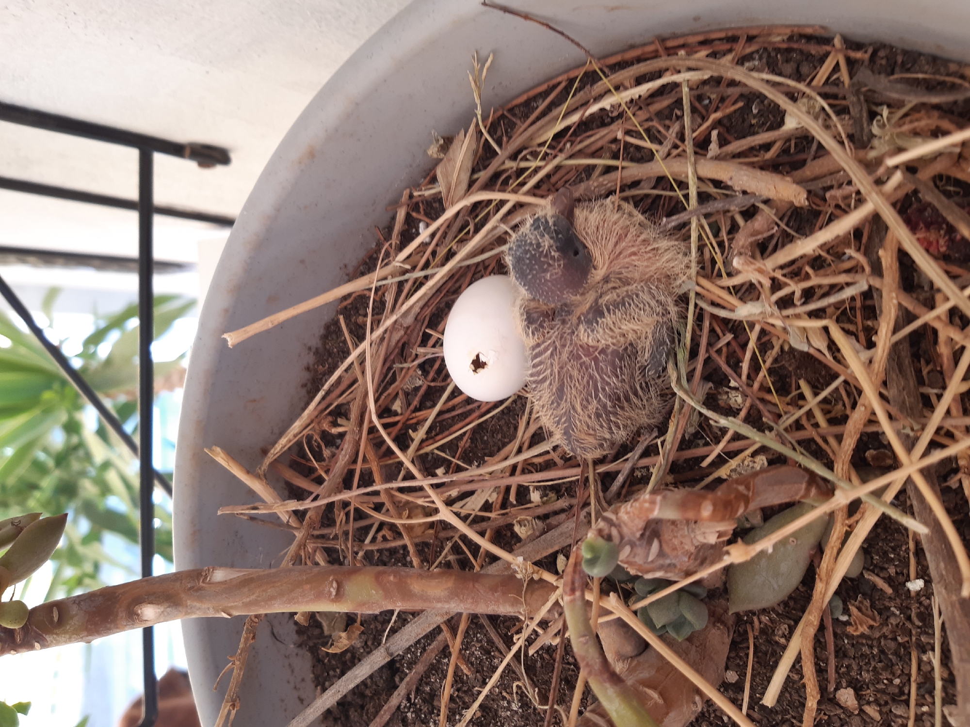 A close-up, overhead shot shows a bird's nest made of dry twigs and grass within a grey planter pot. A single, newly hatched chick, covered in downy brown fluff and with its eyes closed, rests in the nest. Beside it lies a broken white eggshell, indicating recent hatching. A portion of a succulent plant and its stem are visible to the left of the nest, growing out of the soil within the pot. The background is blurred, but suggests an outdoor setting with greenery and a white wall, possibly indicating the pot is located on a balcony or in a garden in Kepez, Turkey.