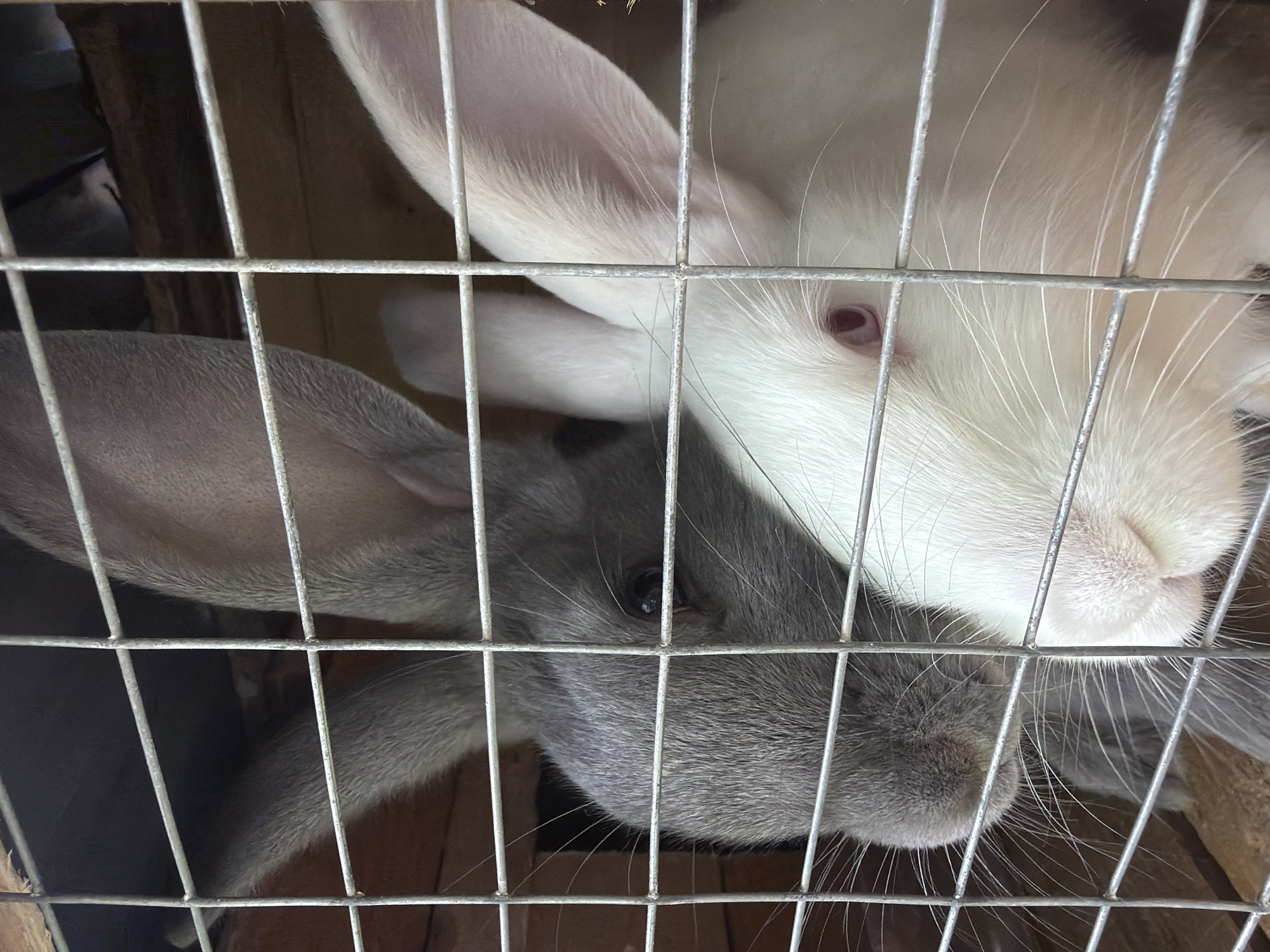 Two rabbits are captured in a close-up, head-on shot, peering out from behind the wire mesh of a cage. The top rabbit is white with striking red eyes and large, pinkish ears. Its long white whiskers are clearly visible, extending through the grid. Positioned below and slightly in front is a grey rabbit with dark eyes and similarly prominent whiskers. Both rabbits have their faces pressed against the vertical and horizontal metal bars of the cage, appearing calm and observant. The background reveals muted wooden surfaces, suggesting an indoor hutch or sheltered enclosure. The lighting is bright and even, illuminating the rabbits' soft fur and the metallic texture of the cage wires, some of which show signs of age or light rust. No discernible text is visible in the image. The scene is set in Vozhoiskii, Russia.