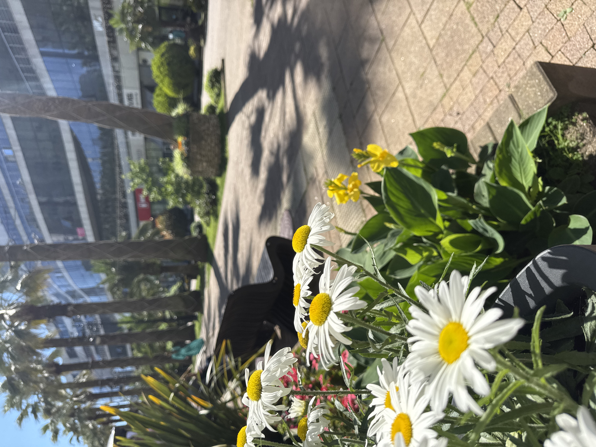 The image shows a close-up of white daisies with yellow centers, blooming in a garden setting. Behind the flowers, a paved pathway with dappled sunlight and shadows from trees is visible. In the background, there are palm trees and a modern building with glass windows. The scene appears to be outdoors on a sunny day. The overall impression is one of a pleasant, urban garden environment.