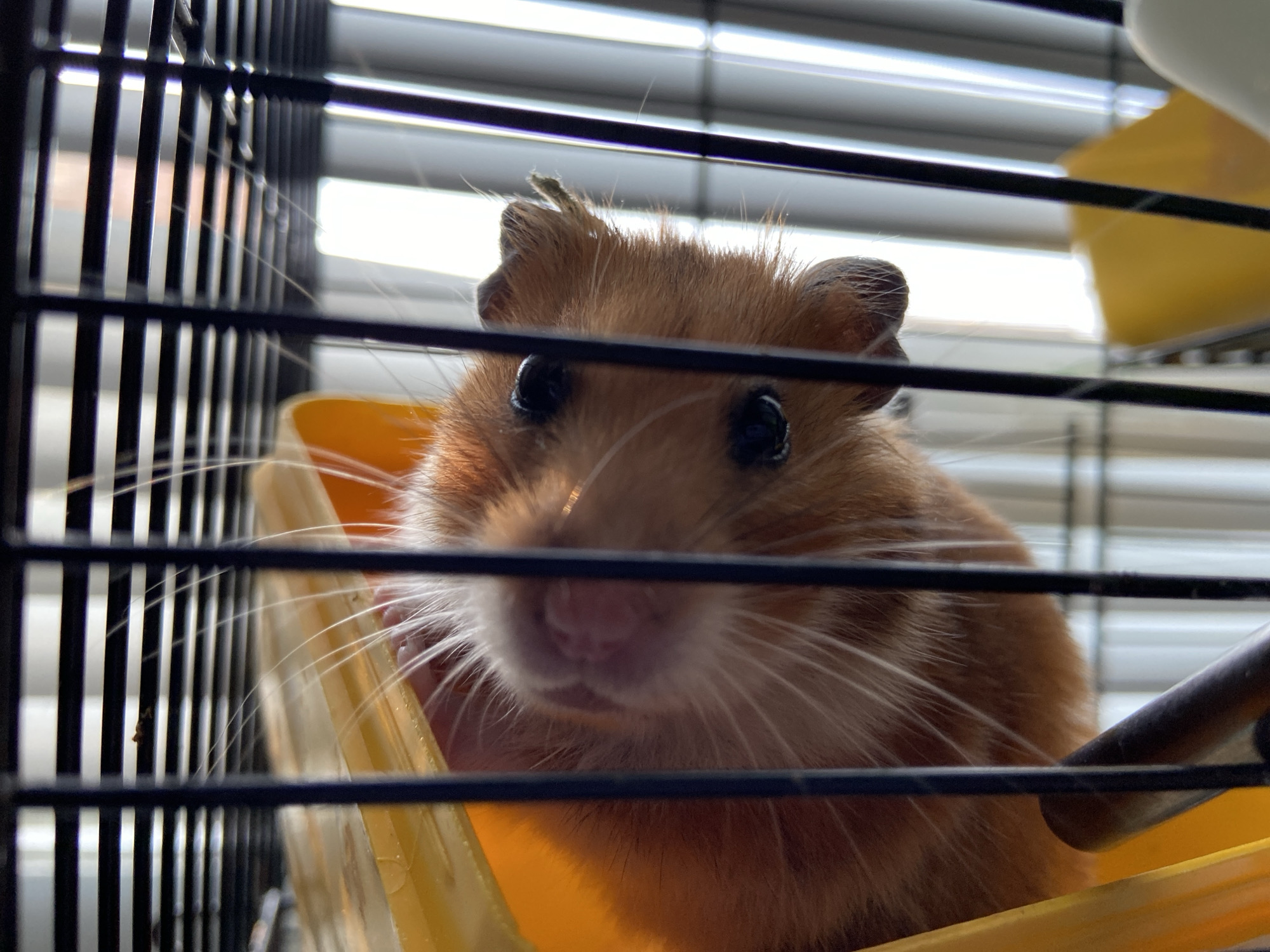 A close-up, eye-level, indoor shot focuses on the face of a ginger hamster peering through the bars of its cage. The hamster's large, dark eyes are prominent, and its pink nose and white whiskers are clearly visible. A tuft of fur stands up on its head. The hamster is positioned within a yellow plastic habitat inside the cage. The background consists of horizontal blinds, suggesting the cage is near a window. The overall lighting is bright, casting subtle shadows. The scene is static, with the hamster appearing to observe the camera.
