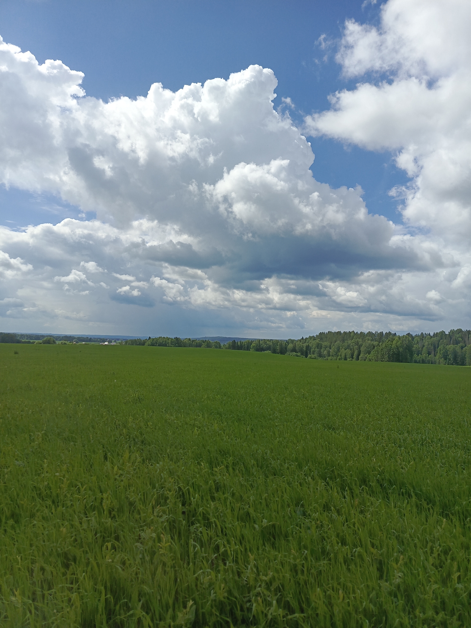 An outdoor, full-frame, vertical shot captures a vast, green field stretching towards a dense forest line in the distance. Above the field, a dramatic sky is filled with a mix of bright white cumulus clouds and darker, more ominous storm clouds. The sun is not directly visible but illuminates the scene, creating variations in light and shadow across the landscape. The field itself is a uniform expanse of lush, green vegetation, appearing to be some type of crop or tall grass. The forest in the background is a deep green and appears to cover rolling hills. The image is devoid of any human presence, structures, or vehicles, suggesting a remote or undeveloped rural setting. The atmospheric conditions, with the interplay of sunlight and storm clouds, hint at dynamic weather. The specific location of Chumna, Russia, is mentioned as context but is not visually identifiable within the image itself.