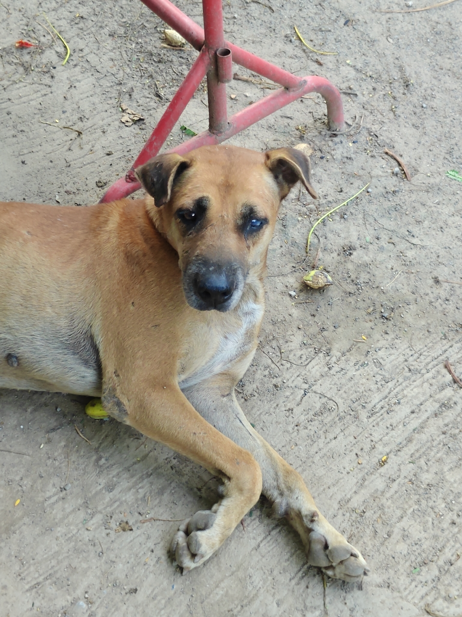 A medium-sized tan dog with dark markings around its eyes lies on a dirt and concrete surface. The dog is positioned diagonally, with its head to the right of the frame. It appears to be resting, with its front legs crossed and hind legs tucked underneath. A red metal structure, possibly a stand or part of a gate, is visible in the background, with one leg planted in the ground near the dog. The ground is a mix of loose soil, small stones, and patches of concrete. Scattered leaves and debris are present on the surface. There is a green object, possibly a piece of fruit, partially obscured beneath the dog's left hind leg. The lighting suggests it is daytime, with some shadows indicating a slight overhead light source. The overall scene is an outdoor environment, likely in Tambon Mu Si, Thailand, given the context.