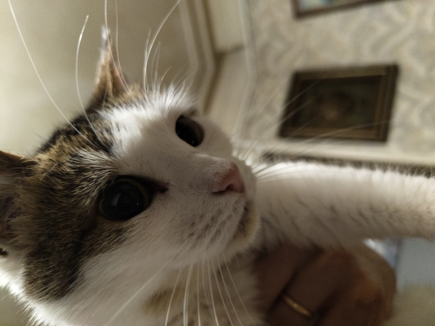 An extreme close-up shot of a tabby and white cat's face is featured, taken from a low angle. The cat's large, dark eyes are prominent, with reflections visible. Its whiskers are fanned out against a light-colored background. Part of a human hand, wearing a gold ring on the index finger, is visible on the left side of the frame, holding the cat. In the blurred background, two framed pictures hang on a textured wall. The scene appears to be indoors.