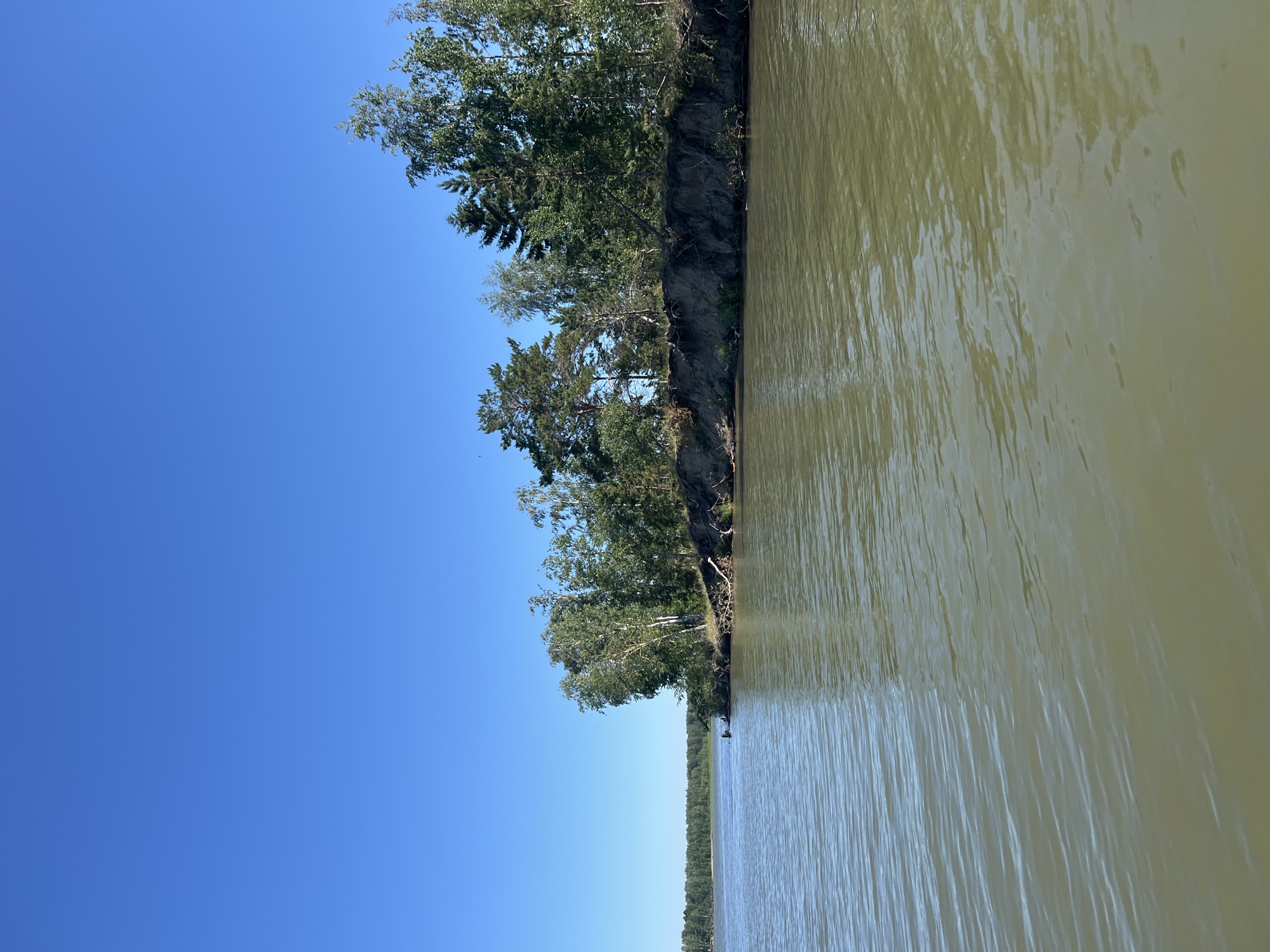 The image captures a serene natural landscape, likely a river or lake, under a clear blue sky. In the foreground, calm, greenish-brown water ripples gently. Along the right bank, a lush green treeline of various deciduous and coniferous trees rises above a steep, eroded earthen embankment. The trees vary in height and density, with some taller pines and birches standing out. The embankment reveals exposed roots and soil, indicating recent erosion. In the distance, the treeline stretches across the horizon, suggesting a vast forested area. The overall scene conveys a sense of peaceful seclusion and natural beauty, typical of the Borovoe region in Russia, known for its picturesque lakes and forests.