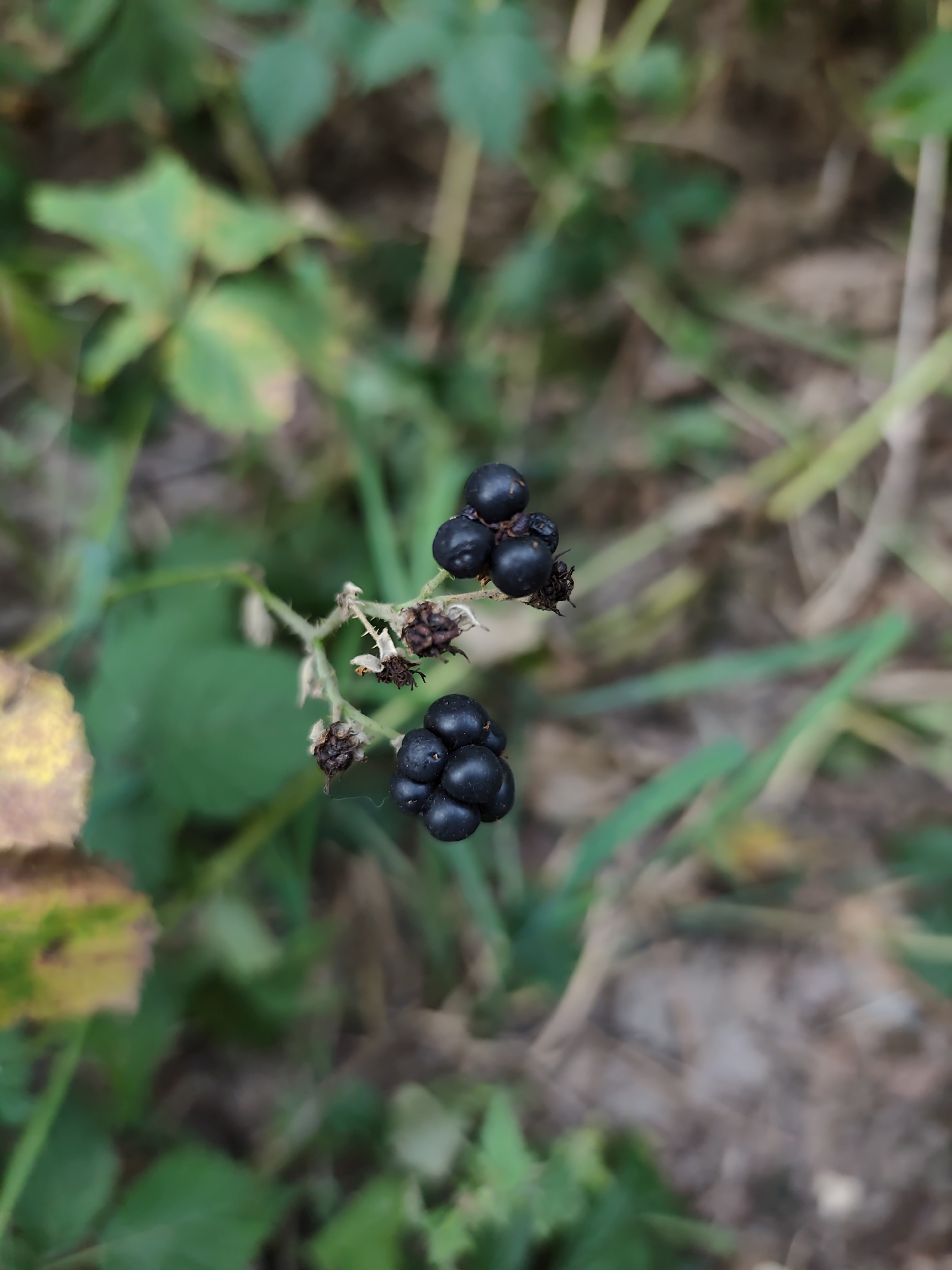 The image is a close-up, vertical shot of two clusters of ripe blackberries on a thorny branch. The blackberries are a deep, glossy black, and the clusters are composed of several drupelets. Some dried, brown calyxes are visible on the branch. The background is a blur of green foliage and brown earth, suggesting an outdoor, natural setting. The lighting appears to be natural daylight, with soft shadows. There are no people visible in the image. There is no information in the image to indicate a location in Prague, Czechia.