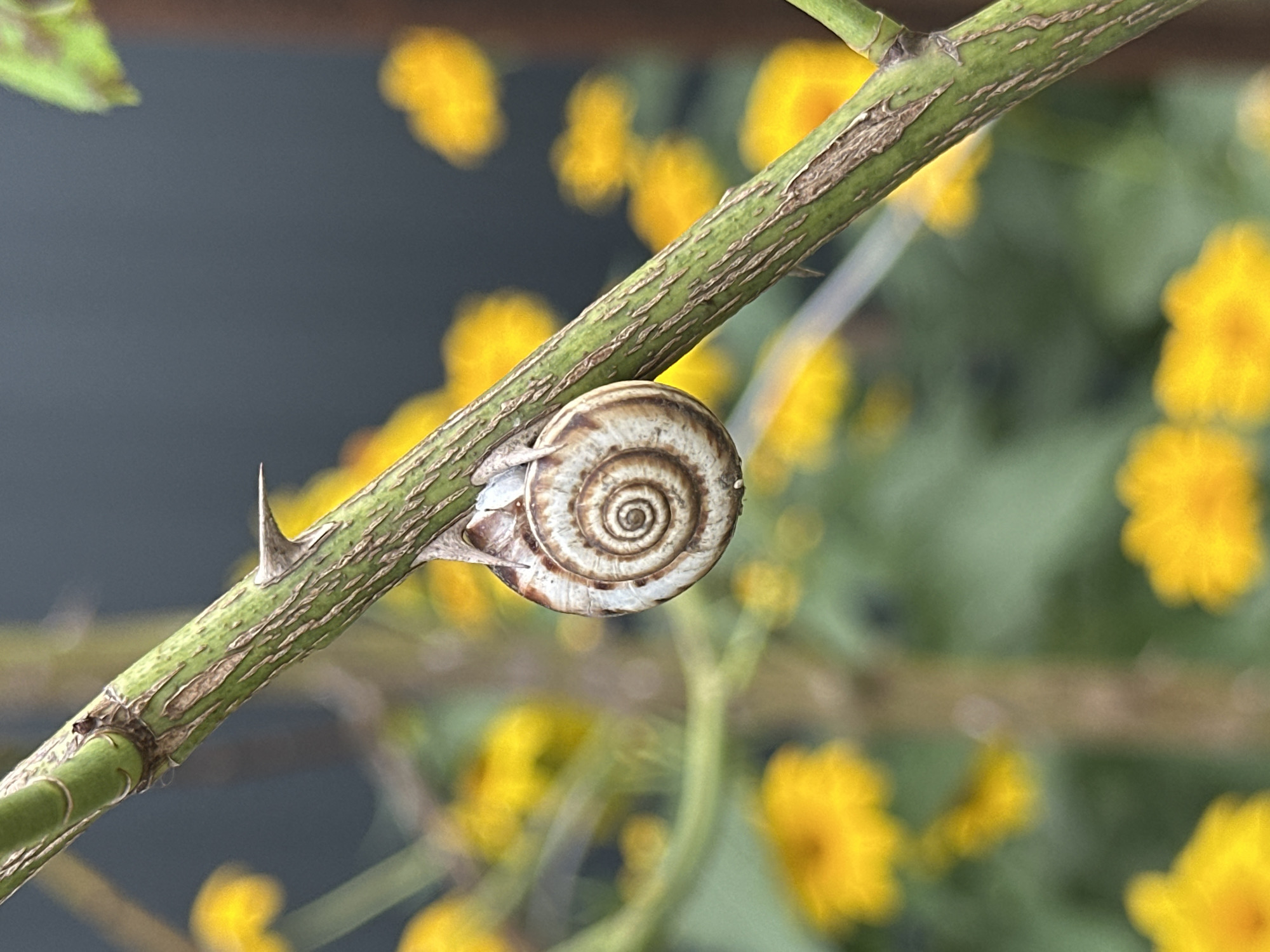 A snail is clinging to a thorny, green branch of a plant. The snail's shell is visible, displaying a spiral pattern in shades of brown and white. In the background, out of focus, are yellow flowers and greenery, suggesting an outdoor environment, possibly a garden. The image does not provide any information about its location in Yessentuki, Russia, or any people or specific actions taking place beyond the snail's presence on the branch.