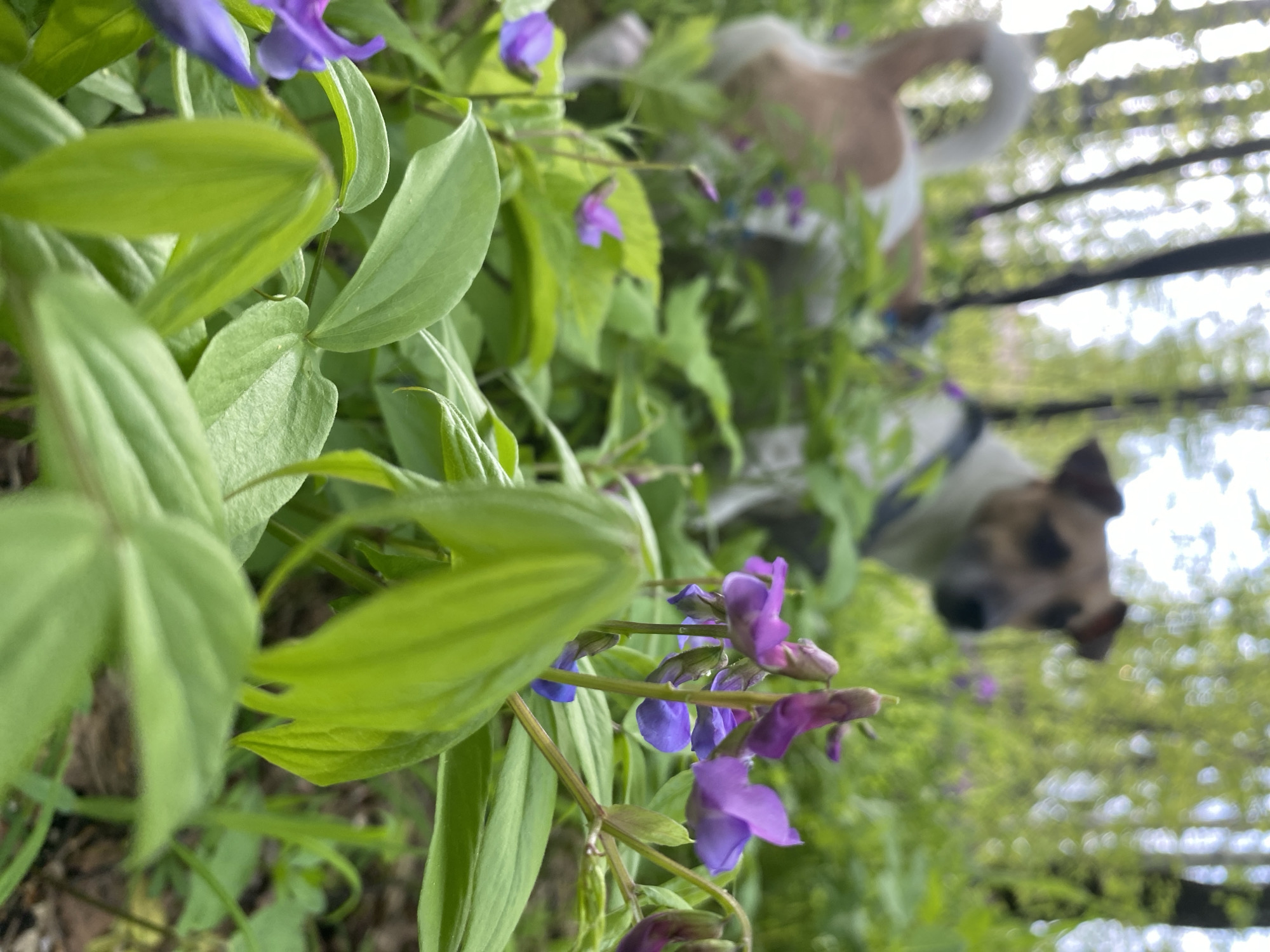 The image depicts a close-up view of purple wildflowers with green foliage, likely in a natural setting within Noviy, Russia. Two dogs are present in the background, one slightly more in focus. The environment appears to be a forest or wooded area based on the tree trunks and leaves visible.