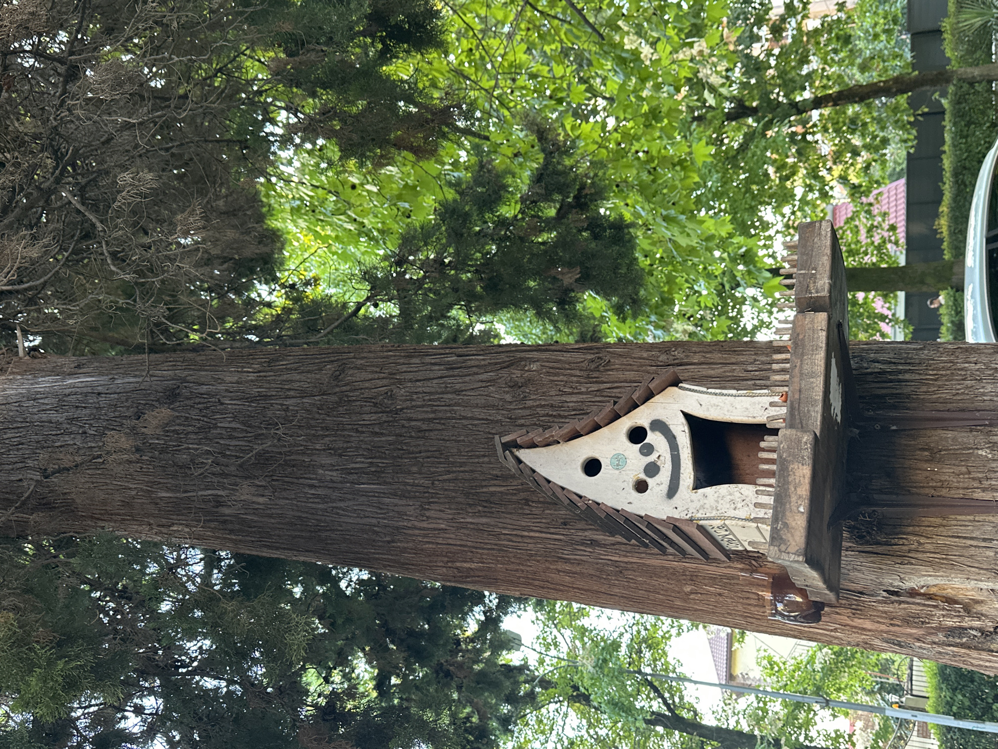 A whimsical birdhouse, designed to resemble a cartoon face with a wide smile and round eyes, is attached to the thick, textured bark of a large tree. The birdhouse is white with a brown, shingled roof and sits on a wooden platform. Small, pointed wooden stakes line the front edge of the platform. The tree is tall and surrounded by lush green foliage, with sunlight filtering through the leaves. In the background, a building with a red roof and a fence are visible. The scene appears to be outdoors, in a park or garden setting, possibly in Sochi, Russia, given the typical greenery and architectural style.