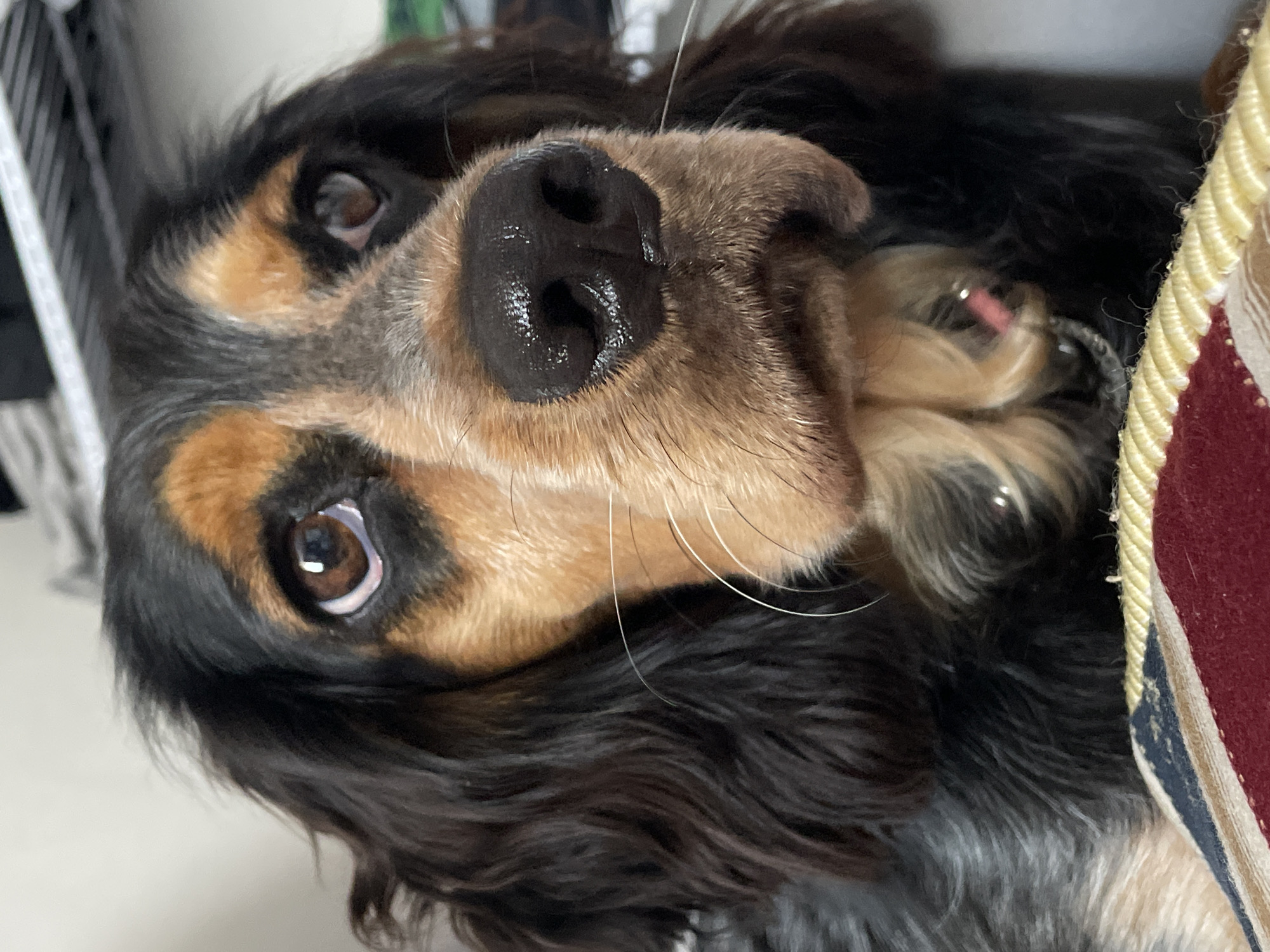 The image is a close-up portrait of a tricolor Cocker Spaniel. The dog's face is the primary focus, with its brown eyes, black nose, and tan and black fur clearly visible. The dog appears to be resting on a striped cushion. There is no discernible location in Rostov-on-Don, Russia, as the image is an indoor close-up with no identifying background elements.