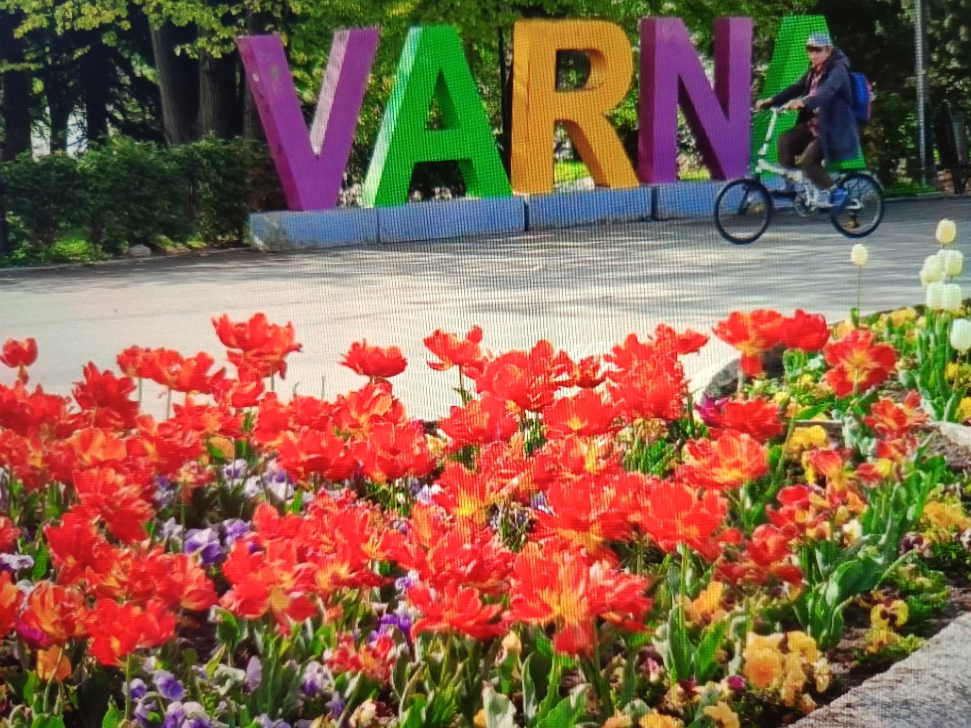 The image captures a vibrant scene in Varna, Bulgaria, featuring a large, colorful sign spelling out "VARNA". The letters are massive and appear to be made of sturdy material, with the 'V' in purple, the 'A' in green, and the 'R' in yellow, followed by another 'N' in purple and an 'A' in green. In front of the sign, a person is riding a bicycle. The cyclist, wearing a dark jacket, a checkered shirt, and a blue backpack, is a young adult. They are positioned mid-frame, to the right of the sign. The foreground is dominated by a lush flower bed filled with a profusion of bright red tulips and scattered purple and yellow flowers, adding a splash of natural color to the urban landscape. Behind the sign, lush green trees and bushes form a natural backdrop, suggesting a park or garden setting within the city. The ground in front of the flowers and sign appears to be a paved pathway or road. The overall impression is a lively and colorful representation of Varna.