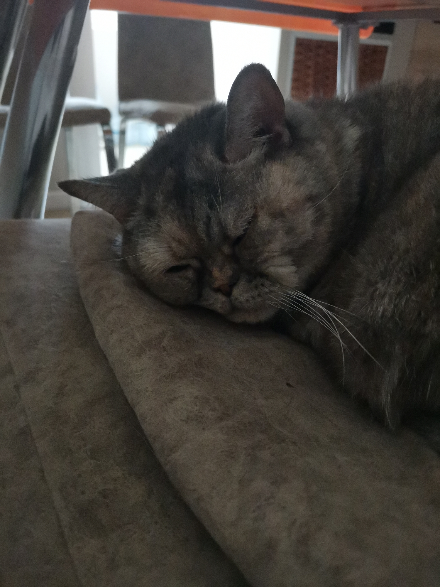 A gray tabby cat sleeps on a folded brown fabric. The cat's eyes are closed, and its head is resting on its paws. The background is blurred, but appears to be an indoor setting with furniture. The image was taken in the city of Chaikovsky, Russia.