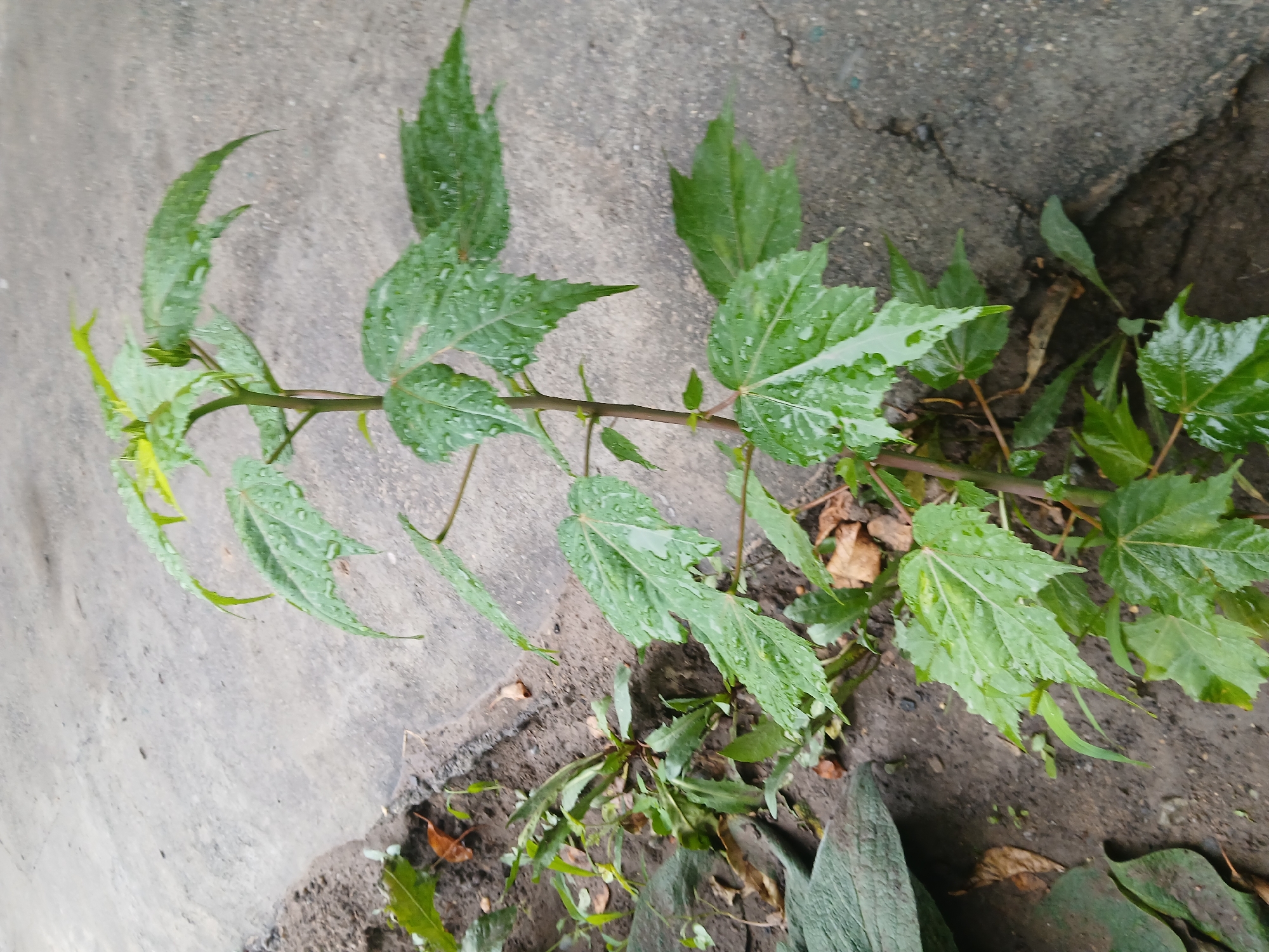 A young plant with vibrant green, wet leaves grows from a crack in a concrete surface, likely a sidewalk or road edge, in Коктал, Kazakhstan. The plant's stem is slender and brown, with serrated leaves that show water droplets. To the left of the plant, darker soil and some dead leaves are visible, indicating an urban environment. The concrete is gray and appears worn, with some cracks and texture. The background is blurred, suggesting the focus is on the plant. The overall scene is naturalistic, capturing the resilience of a plant growing in an urban setting.