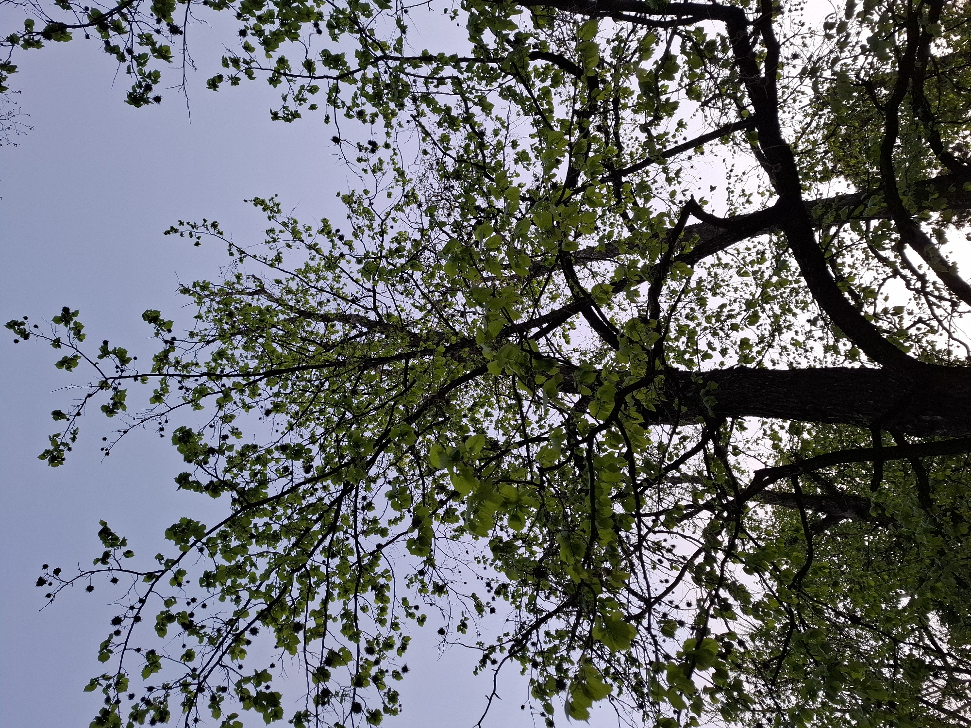Looking upwards into the canopy of a tree, the branches and foliage partially obscure a light blue sky. The tree's trunk is thick and dark, with branches extending in various directions. New, green leaves are visible, some alongside spiky, ball-shaped seed pods. The photo may be taken in Novi Sad, Serbia. No people, objects, actions, or interactions are visible.