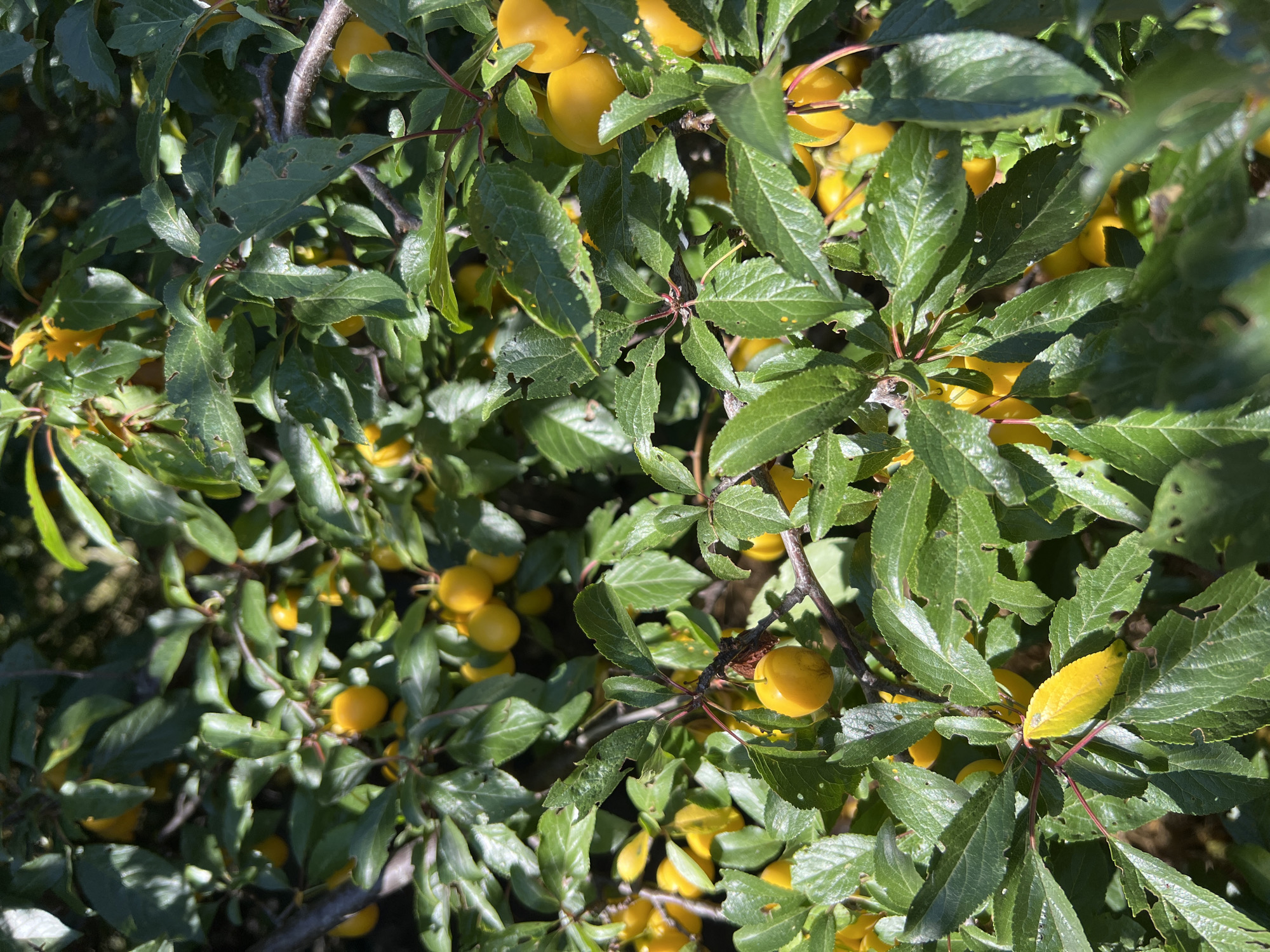 A close-up, eye-level, medium shot captures a dense cluster of branches from a cherry plum tree, heavy with ripe, yellow fruit. The foliage is lush and green, with some leaves showing signs of insect damage or natural wear, appearing slightly tattered or with small holes. The small, round fruits, ranging in color from bright yellow to a slightly deeper orange-yellow, are clustered in abundance amongst the leaves, many of them illuminated by direct sunlight, which creates highlights and shadows. The background is a soft blur of darker green and brown, suggesting more foliage and branches further back, indicative of an outdoor, natural setting. There are no people visible in the image. The scene is static, depicting a still moment in nature, likely in Fontanka, Ukraine, where such fruit-bearing trees are common.