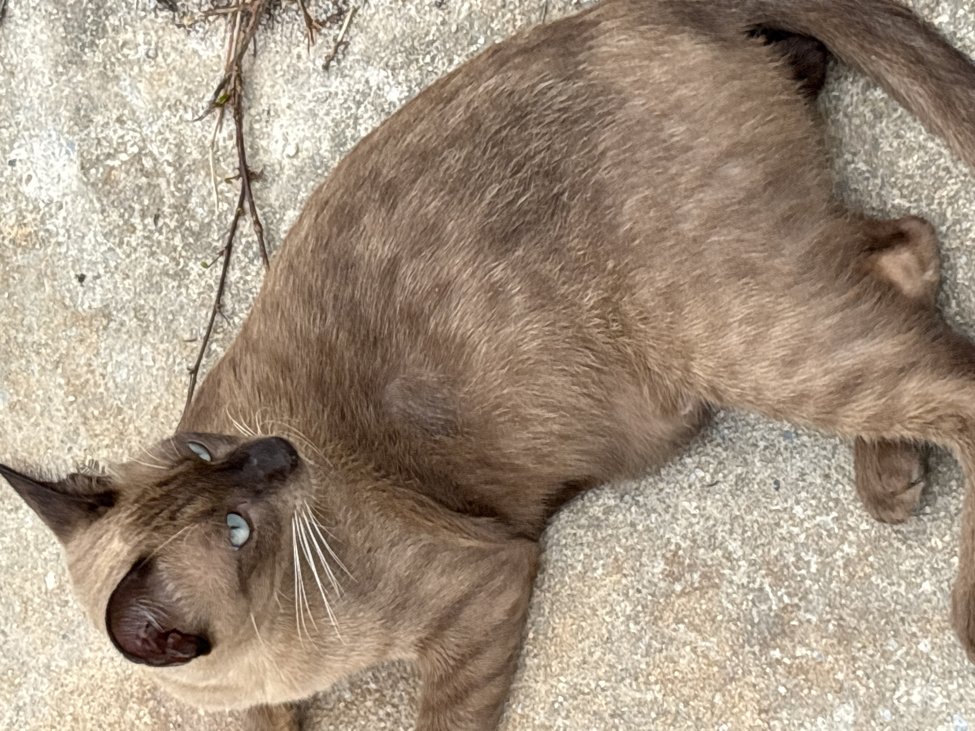 A brown cat with blue eyes lies on a concrete surface. A few sprigs of vegetation are visible near the cat's head. The location is Baan Chaweng, Thailand.