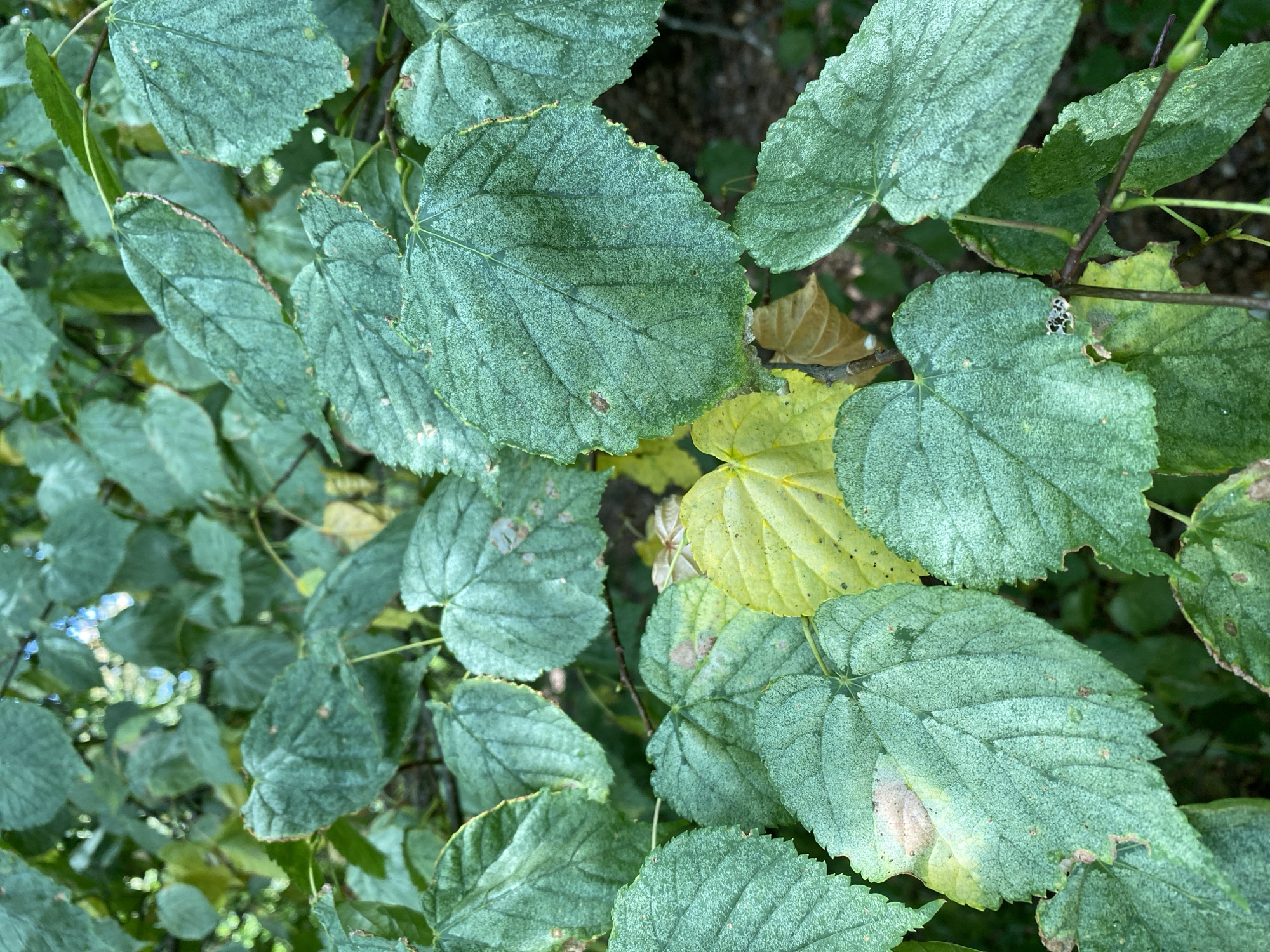 This is a close-up, eye-level shot of several large, green leaves from a tree, with some yellowing leaves visible in the background. The leaves are veined and textured, with a slightly fuzzy appearance. Some of the leaves have brown spots or browning along the edges. The lighting suggests an outdoor environment, likely during the day, with dappled sunlight filtering through the foliage. The scene appears to be a natural setting, possibly a park or garden, within the city of Altenkirchen, Germany. There are no people or animals visible in the image, and the focus is entirely on the plant life.