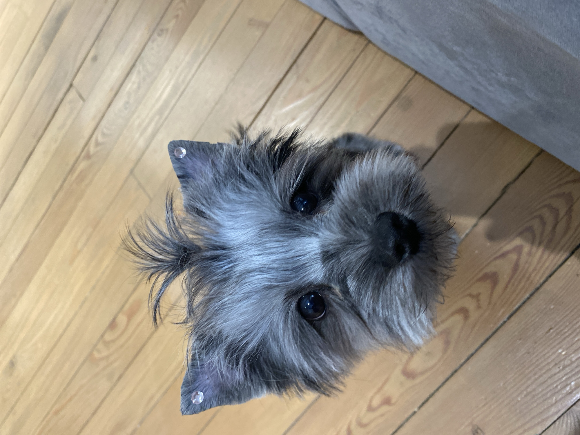 A close-up, angled view shows a gray, furry dog with large, dark eyes. Two small, round, possibly metallic, objects are attached near the tip of each of the dog's ears. The dog is on a wooden floor, and a gray couch is partially visible in the background. Location information is not discernible in the image.