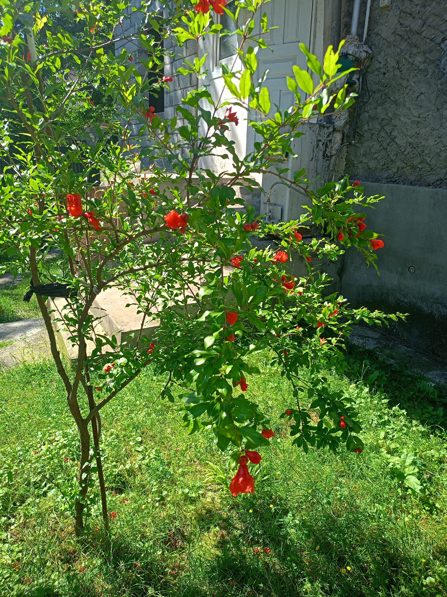 A pomegranate tree with bright red flowers and green leaves stands in a grassy yard in front of a building. The building appears to be made of concrete blocks and has a white door and windows. There is a concrete staircase leading up to the building. The yard is covered in green grass and some smaller plants. The sun is shining brightly, casting shadows on the ground. The scene is calm and peaceful, with no people visible. The location is identified as Avtury, Russia.