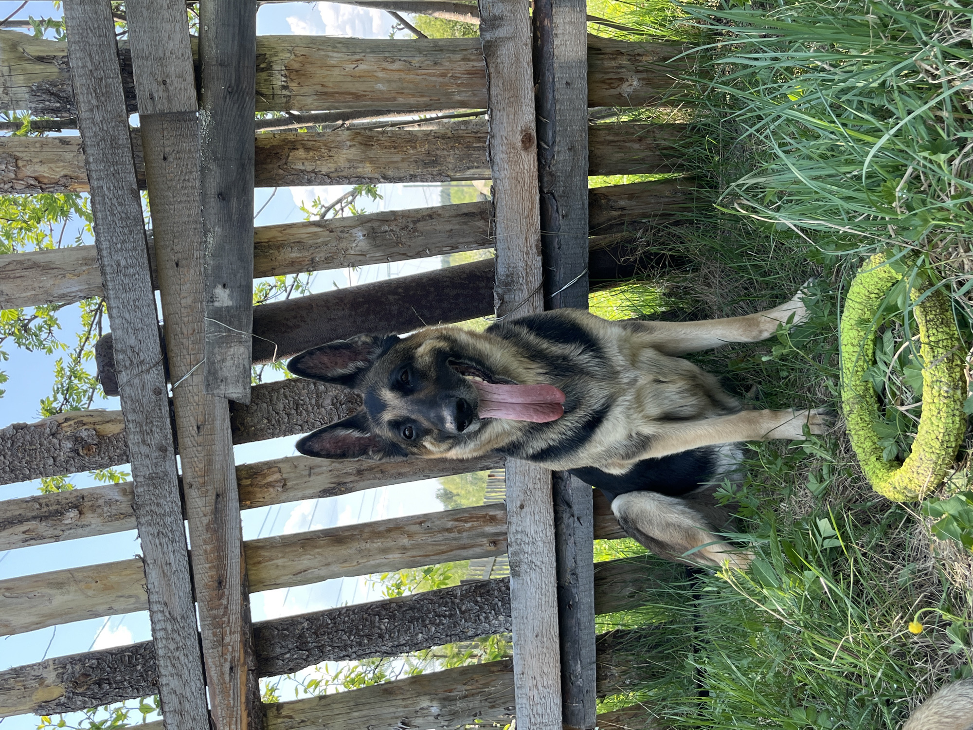 A German Shepherd dog is lying on the grass next to a weathered wooden fence. The dog has its tongue out and appears to be panting. A green, cylindrical object with a textured surface is visible near the dog. The background includes green grass, trees, and a blue sky. The location is Nizhny Tagil, Russia.