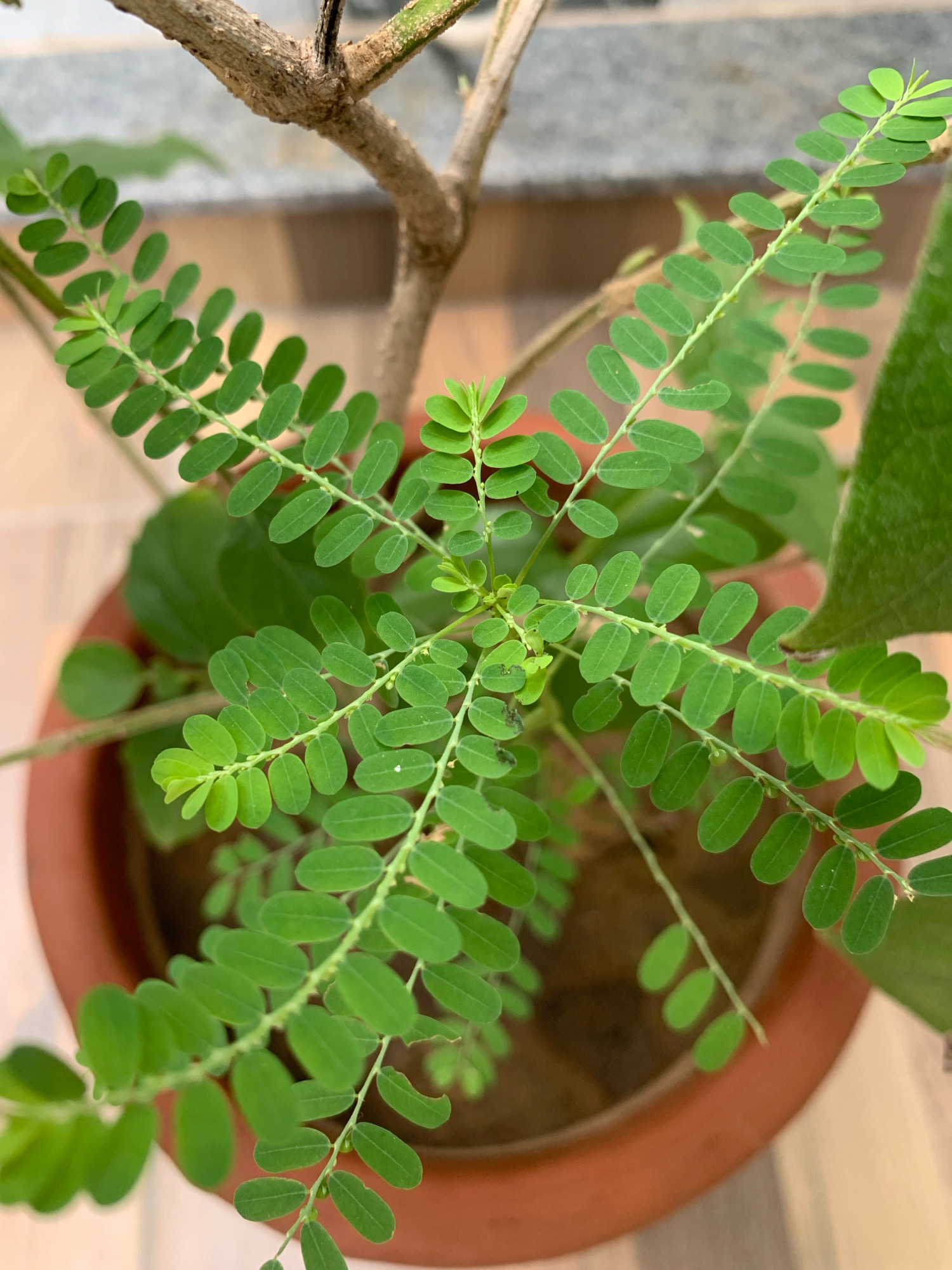 An extreme high-angle, eye-level, full shot captures a potted plant with multiple branches of delicate, small, oval-shaped green leaves. The plant is in a reddish-brown pot, which sits on a light-colored, tiled surface, possibly a balcony or patio. The background consists of muted, out-of-focus tones, suggesting an outdoor urban environment. The plant's woody stem is visible towards the top of the frame. No people or animals are present in the image. The lighting appears to be natural daylight, casting soft shadows. The overall scene is serene and focuses on the intricate details of the plant's foliage.