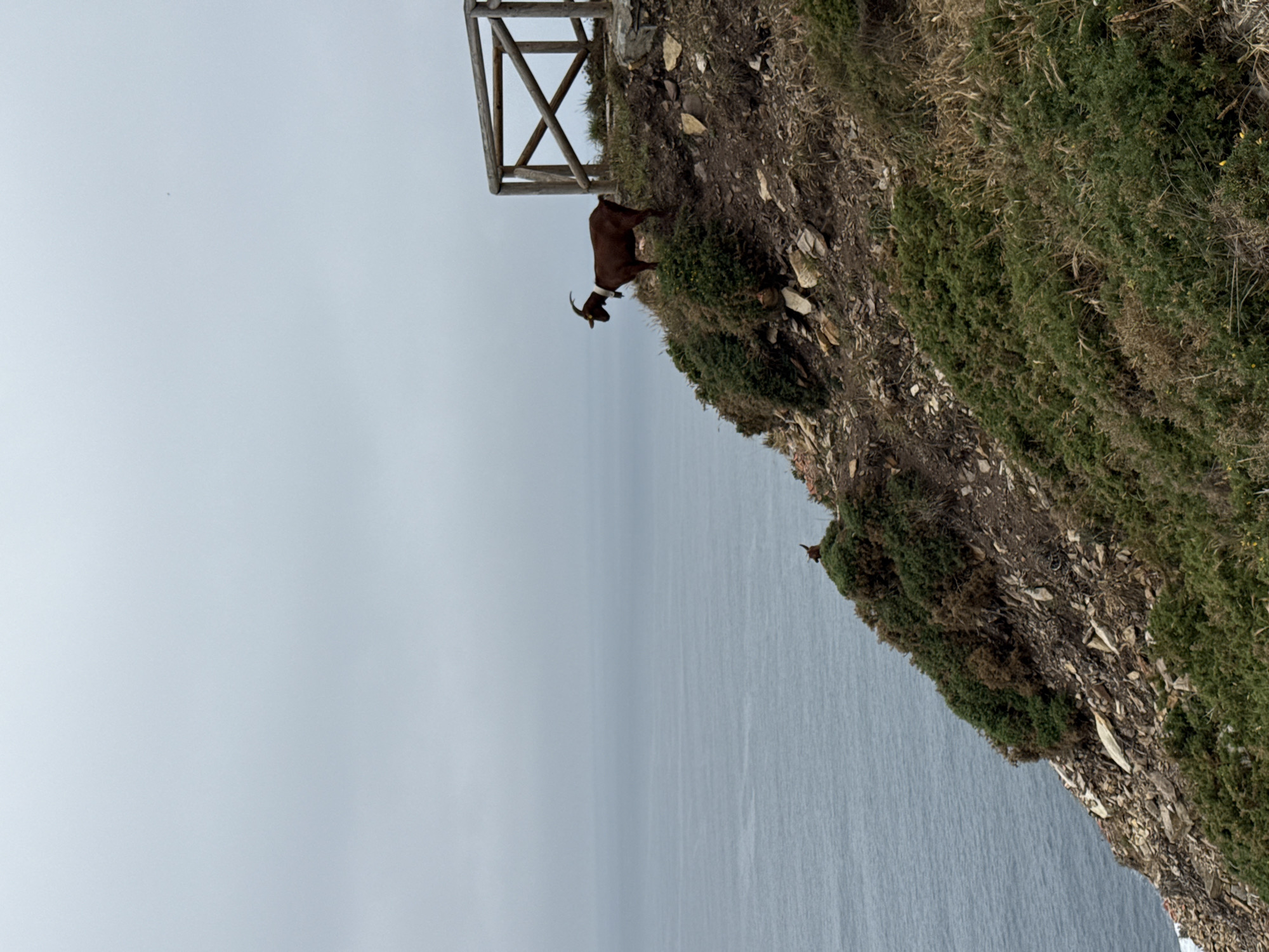 A brown goat stands on a grassy, rocky cliff overlooking a vast expanse of calm, grey water. The goat, with horns and a white collar, is positioned to the left of a rustic wooden railing. The railing is constructed of thick, unvarnished branches forming a diagonal crisscross pattern. The cliff face is steep and covered with low-lying green shrubs and dry grasses, with scattered rocks and loose soil. The sky above is overcast and a uniform pale grey. In the distance, the sea merges seamlessly with the sky, creating a muted, hazy horizon. A smaller bird is perched on a patch of green vegetation lower down on the cliff. The overall scene evokes a sense of wild, untamed nature, possibly a coastal area near Cudillero, Spain, given the rocky cliffs and proximity to the sea.