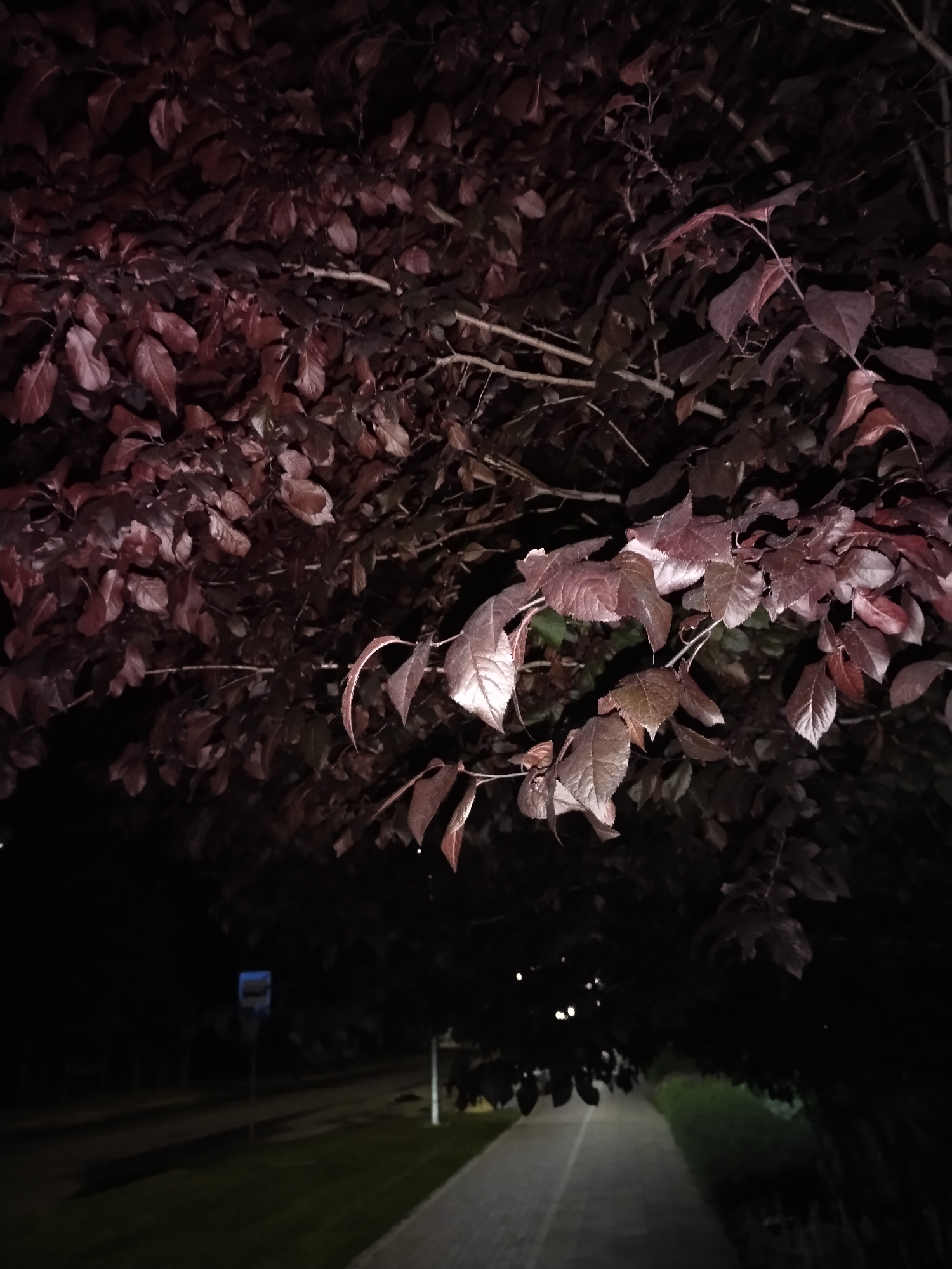 This nighttime photograph, taken in Horishni Plavni, Ukraine, captures a paved pathway bordered by vegetation. The upper portion of the image is filled with dense, dark red foliage and branches, likely from a tree species with burgundy leaves. Several clusters of leaves are illuminated by an unseen light source, revealing their color and texture against the deep shadows. The lower half of the image features a light-colored paved pathway, possibly concrete, that recedes into the distance, with a subtle lighter line marking its surface. Green grass borders the pathway on both sides, with darker, unidentifiable vegetation on the far right. In the middle-left distance, a blurry blue rectangular sign mounted on a pole is discernible. Further along the path, multiple small, bright points of light indicate distant streetlights. A light-colored pole, consistent with a lamppost or utility pole, stands vertically on the right side of the pathway in the mid-ground. No individuals or specific actions are visible in the scene.