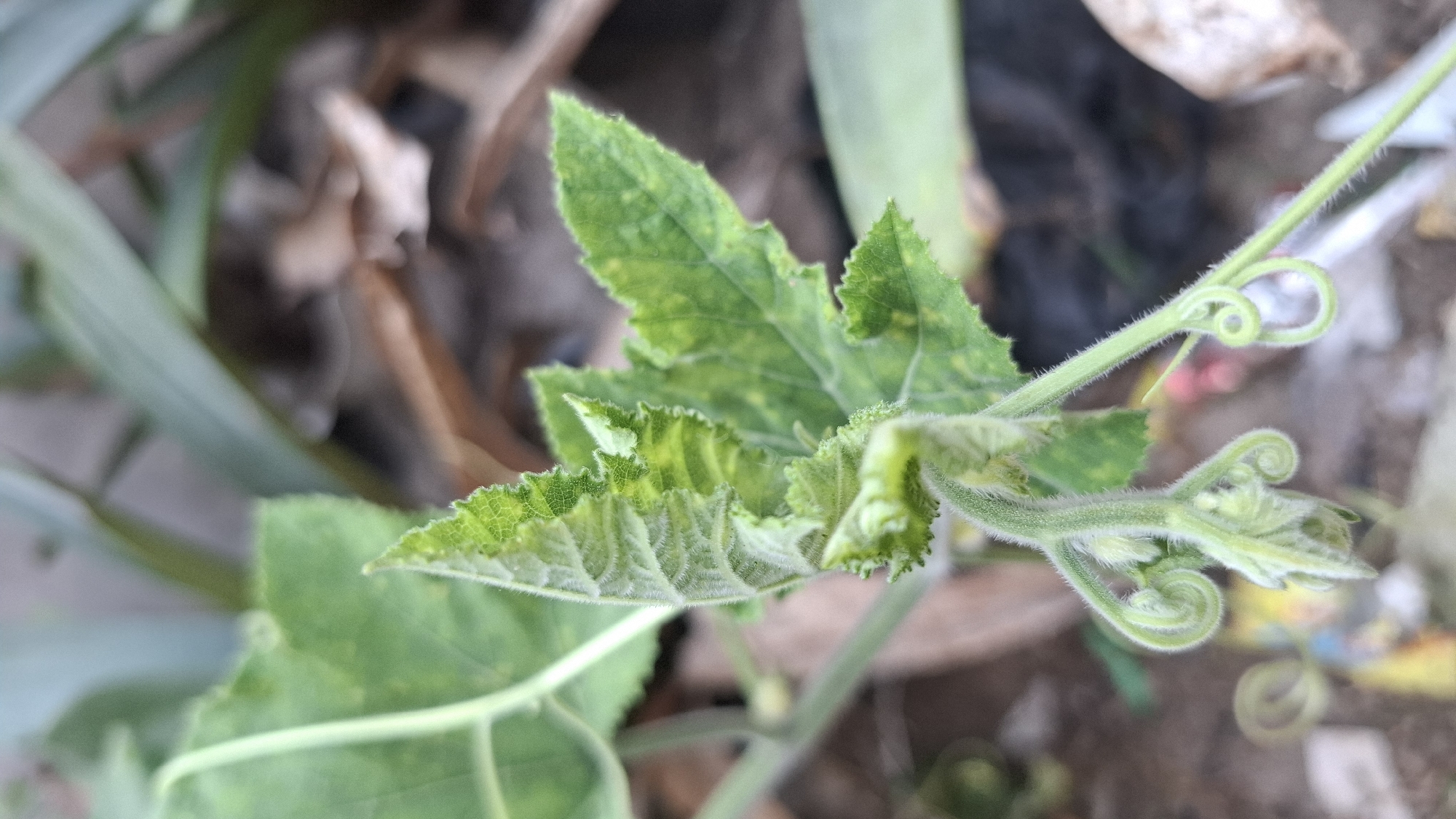 A close-up, eye-level shot captures the delicate tendrils and young leaves of a plant, likely a cucurbit vine, in Ciharashas, Indonesia. The foreground is dominated by the vibrant green of the plant, with its fuzzy stem and tightly coiled tendrils. The leaves exhibit a textured, slightly ruffled edge and some are tinged with yellow, possibly indicating early signs of nutrient deficiency or a natural coloration. The background is softly blurred, showing a mixture of dry leaves, soil, and hints of other foliage, suggesting an outdoor garden setting. The lighting appears to be natural daylight, casting a soft glow on the subject. There are no people or visible structures in the frame.