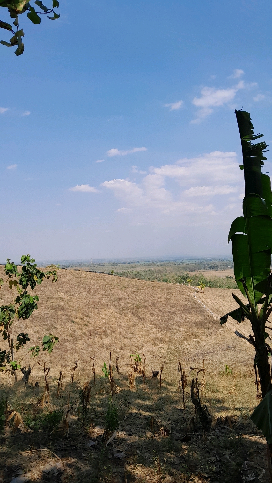 A vertical shot captures a dry, arid landscape under a bright blue sky dotted with sparse white clouds. In the foreground, dried stalks of plants and fallen leaves cover the ground, with a small, leafy green plant on the left and a tall banana tree with tattered leaves on the right. The midground reveals a vast, dry field, possibly a harvested crop, stretching towards a hazy horizon. A distant treeline and subtle variations in terrain suggest a rural or agricultural area. The overall impression is of a hot, dry climate. The image is located in the Ngraho sub-district of Bojonegoro Regency, East Java, Indonesia.