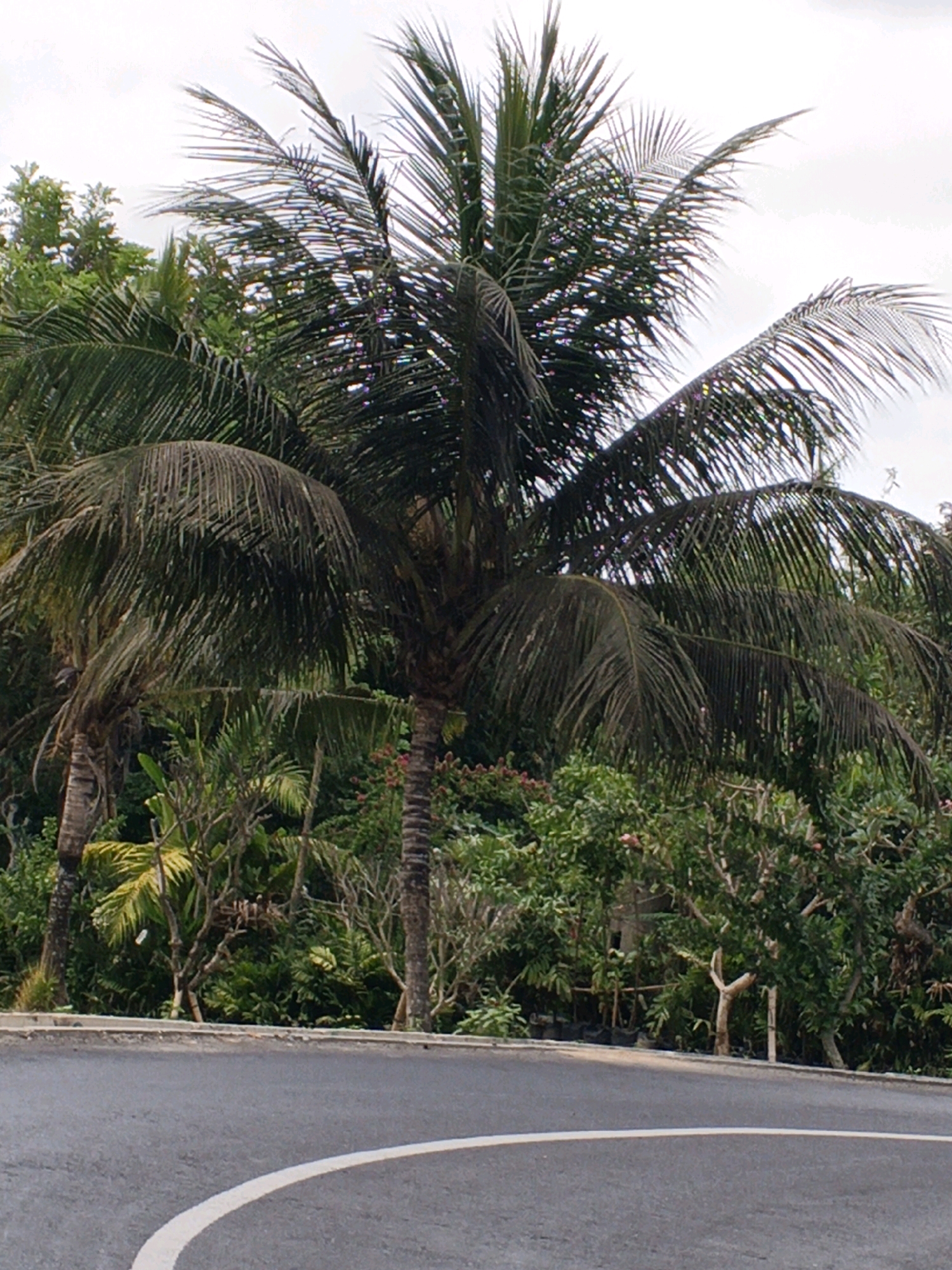 In the city of Ubud, Indonesia, an image captures a scene dominated by lush tropical vegetation and a paved road. Two prominent coconut trees stand tall in the center, their fronds fanned out against a lightly overcast sky. Beneath the coconut trees, a dense arrangement of various green plants and trees creates a vibrant backdrop. Pink flowers are visible interspersed within the foliage. A gray asphalt road curves from the lower left to the right edge of the frame, marked by a single white line. The road appears to be a street or pathway, bordered by a low, light-colored curb. The overall environment suggests a warm, humid climate, characteristic of tropical regions.