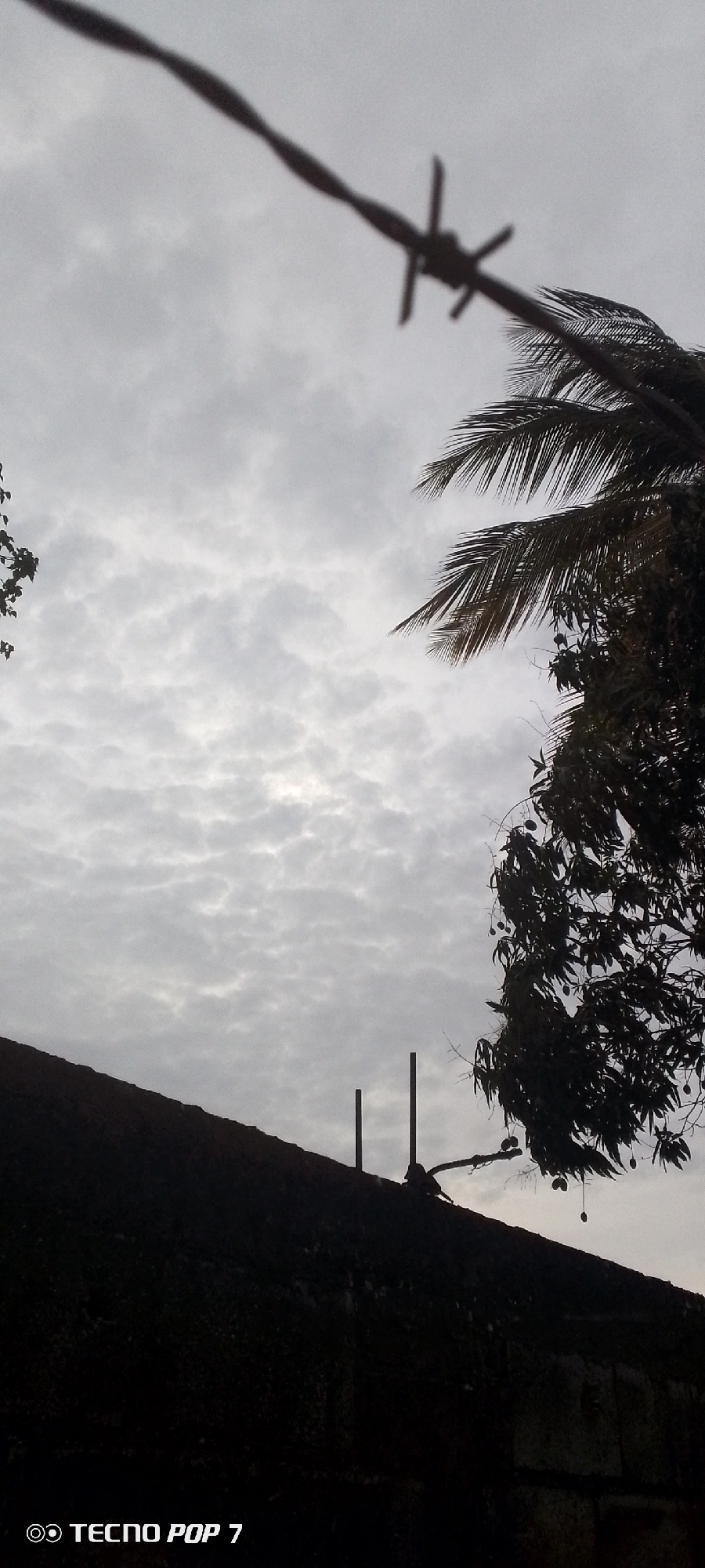This image, set in Altagracia, Venezuela, captures an upward-angled view against a heavily overcast, light gray sky filled with textured clouds. A strand of barbed wire, out of focus, crosses the upper portion of the frame diagonally from the upper left to the upper right, with one distinct barb visible near the upper right corner. In the mid-ground, silhouetted against the sky, a large tree, likely a mango tree, occupies the right side, displaying dark foliage and several discernible, dark, fruit-like objects hanging from its branches. A small cluster of dark foliage from another tree is visible on the far upper left. Below the horizon line, a dark, textured wall or roofline slopes slightly downward from left to right, forming a stark silhouette. Two dark, vertical poles or pipes rise from this structure towards the right side of the image. No people or explicit actions are present in the scene. The bottom left corner displays a "TECNO POP 7" watermark.