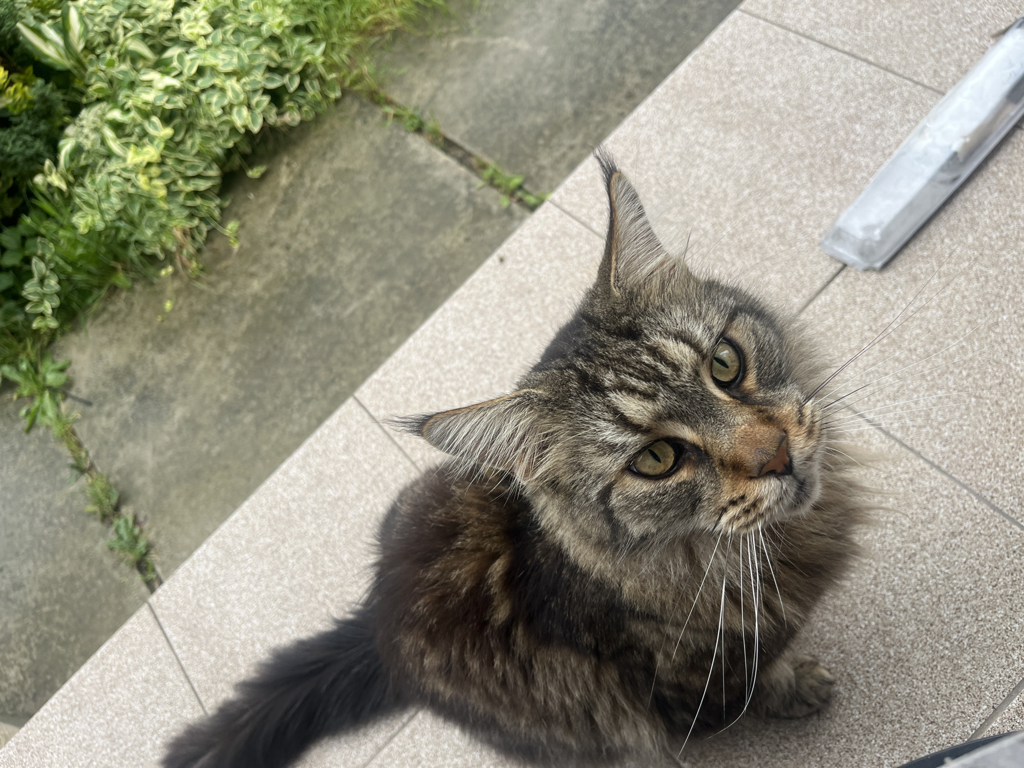 A Maine Coon cat with brown and black tabby markings sits on a light-colored tiled surface, looking up towards the camera. The cat has green eyes and long white whiskers. Behind the cat, a section of gray pavement is visible, interspersed with patches of green grass and variegated leafy plants. The scene appears to be outdoors, potentially in a backyard or garden setting. The lighting suggests it is daytime. The location is described as Onokivtsi, Ukraine.