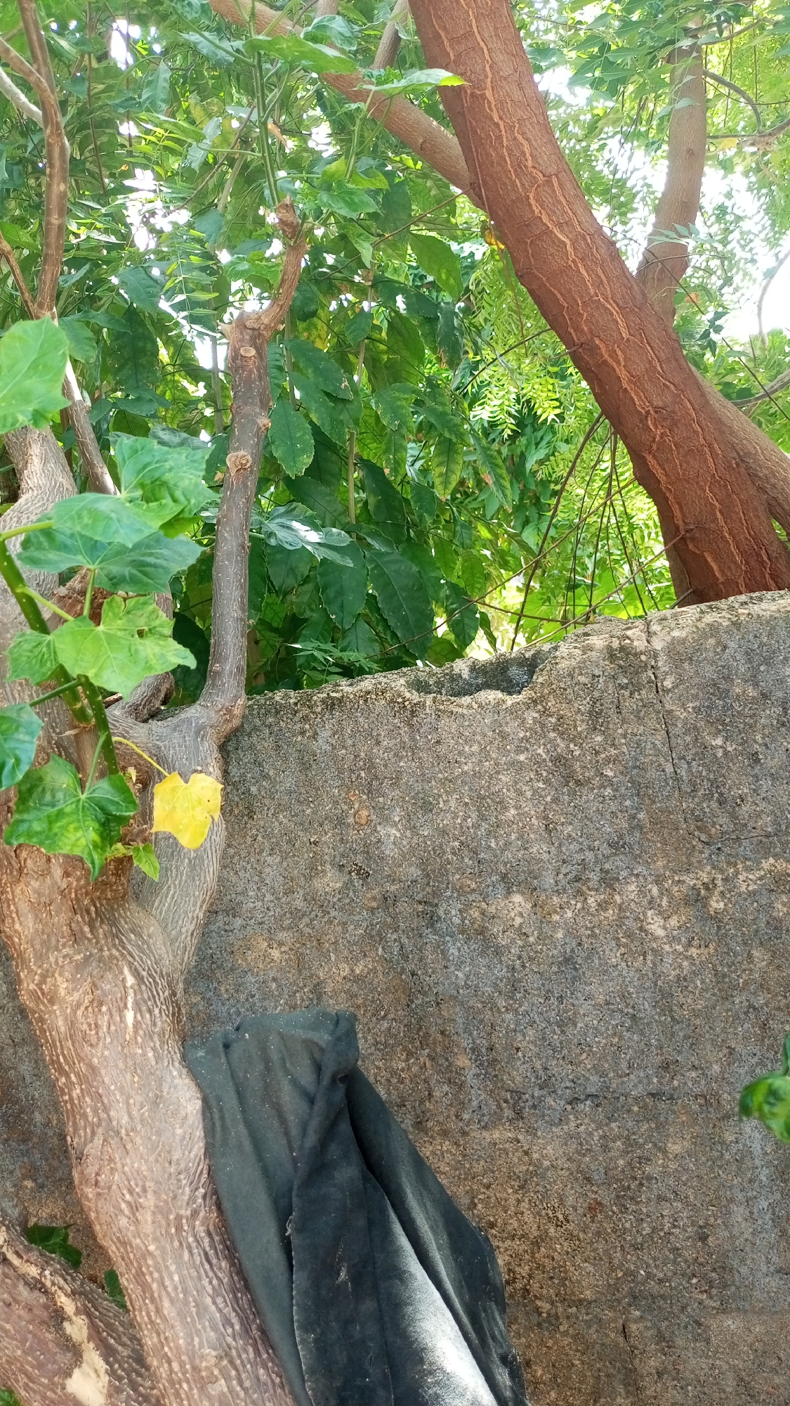 The image shows a section of a rough, grey stone wall, possibly a boundary or part of a structure, in an outdoor environment in Jalingo, Nigeria. Lush green foliage from trees overhangs the wall, with some branches extending over it. The sunlight filters through the leaves, creating dappled lighting. In the foreground, the textured bark of a tree is visible, with some of its branches laden with green leaves. A single yellow leaf is also present on one of the branches. A dark, draped fabric, possibly a cloth or blanket, is resting against the base of the tree trunk on the left side of the image. The stone wall itself appears weathered, with some cracks and imperfections visible.