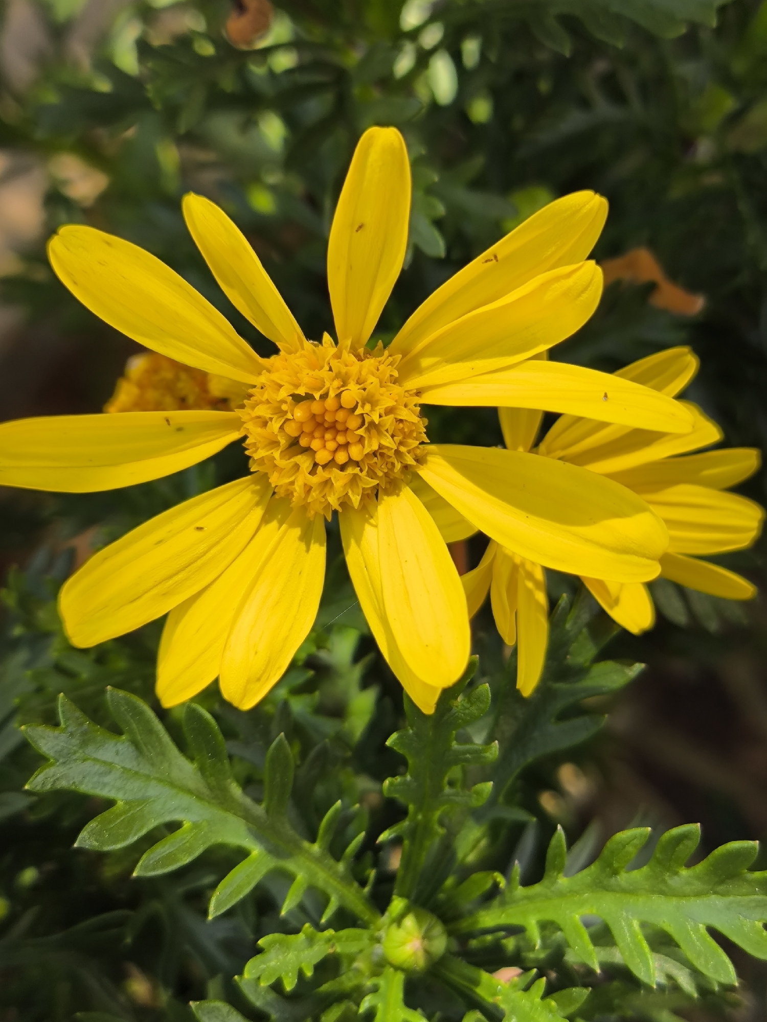 A close-up shot captures a vibrant yellow flower with multiple petals surrounding a tightly packed, orange center. The flower is partially obscuring another similar flower behind it. Surrounding the flower are green leaves with serrated edges. The location is purportedly Da Lat, Vietnam. No people, actions, or interactions are discernible in the frame.