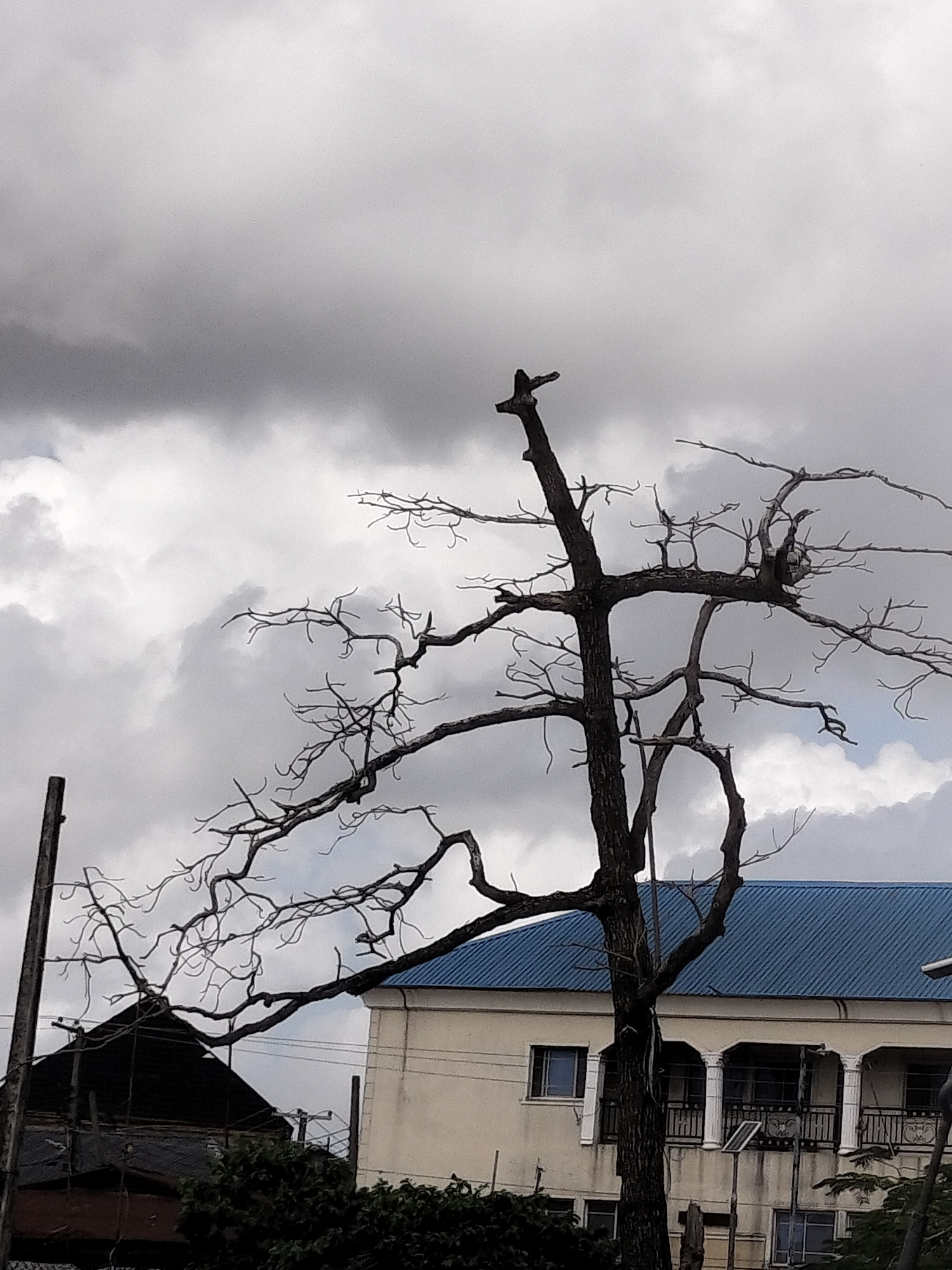 A medium shot captures a skeletal tree devoid of leaves against a backdrop of a cloudy sky. The tree's stark silhouette stands out against the muted sky, emphasizing its intricate branch structure. The tree is located in a city, presumably Lagos, Nigeria, given the architectural style of the buildings visible in the background. A two-story building with a light-colored facade and a blue metal roof is visible on the right side of the frame, while the top of a dark building appears on the left. The overall atmosphere suggests a slightly overcast and somber mood.
